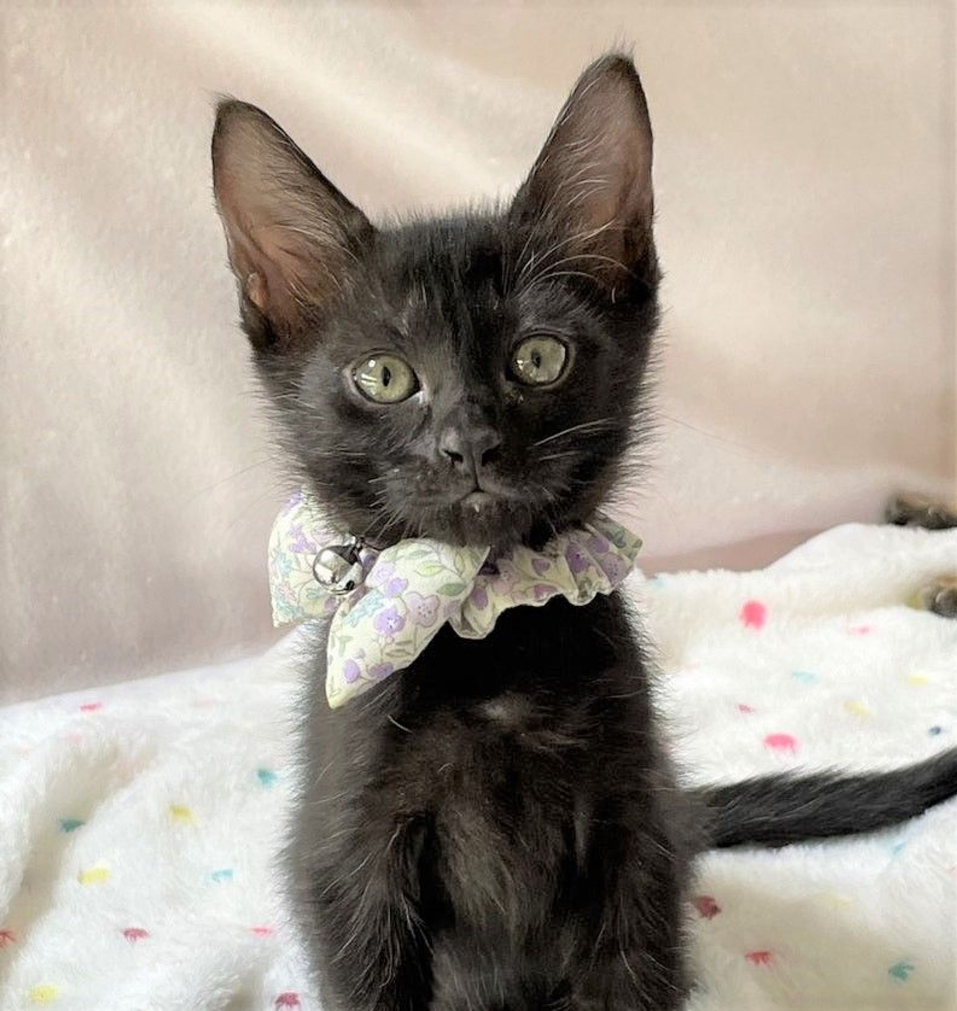 雑種（ミックス猫）・メスの里親募集の写真