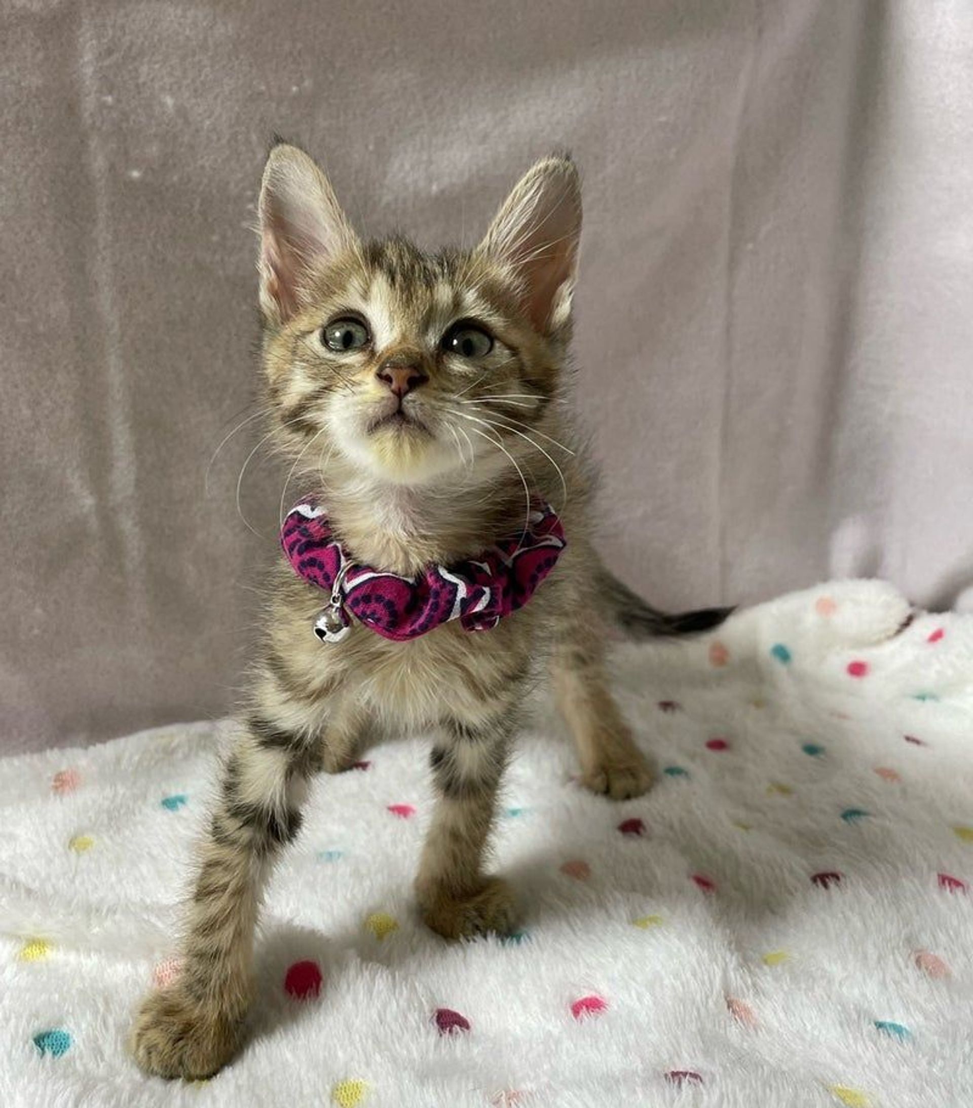 雑種（ミックス猫）・メスの里親募集の写真
