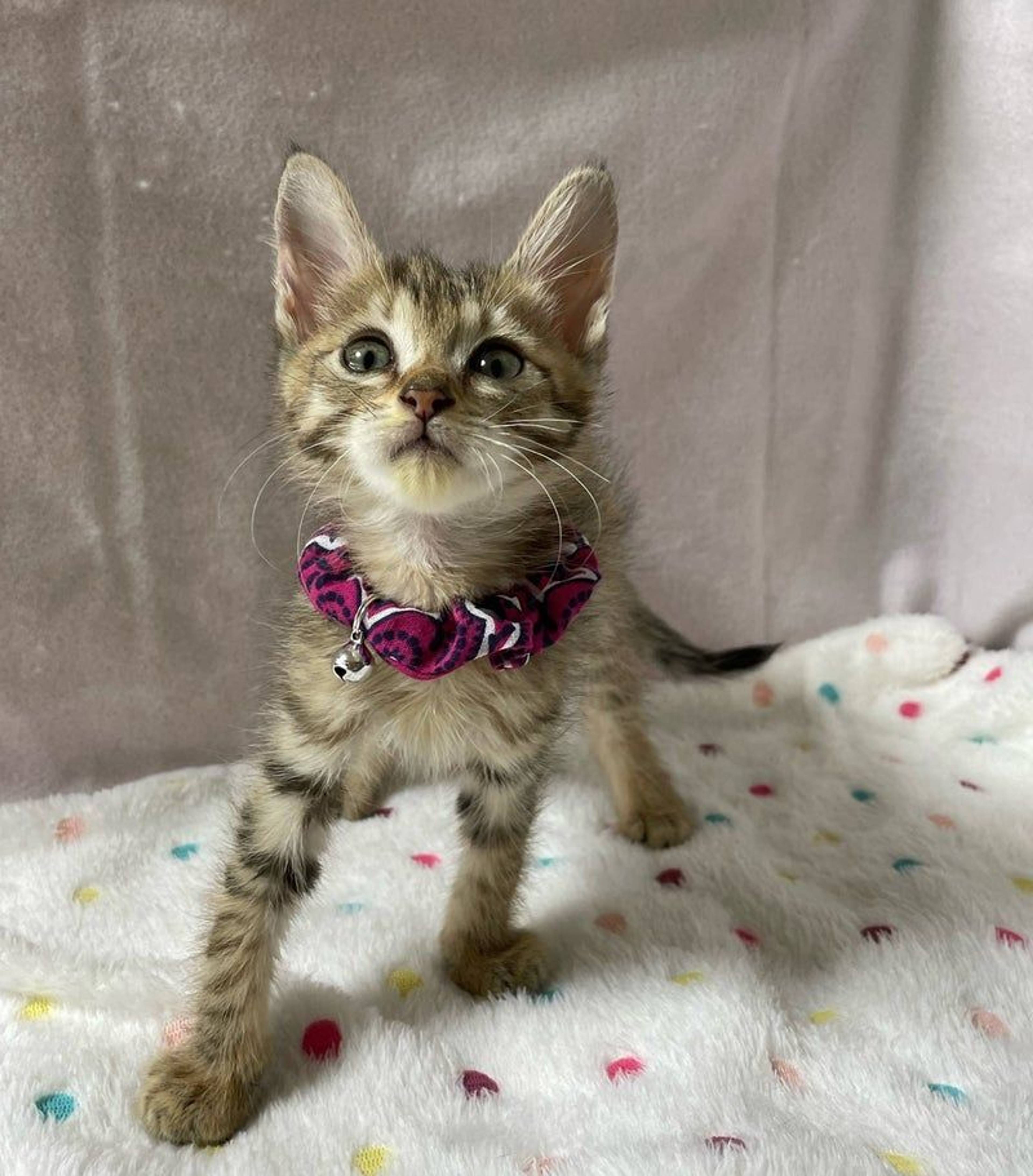 雑種（ミックス猫）・メスの里親募集の写真
