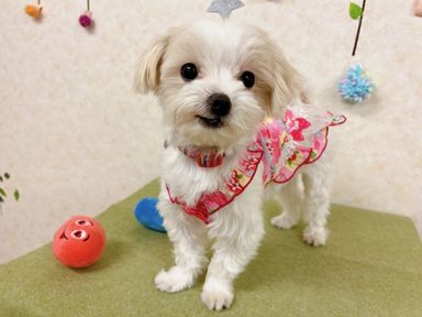 ふよちゃんの写真
