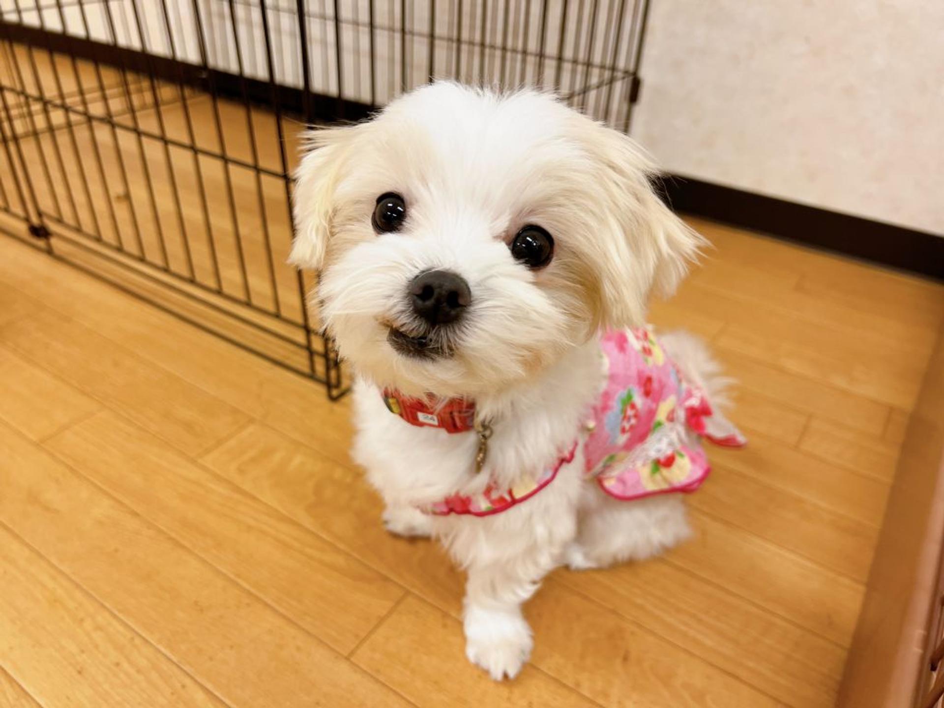 pet-image-6