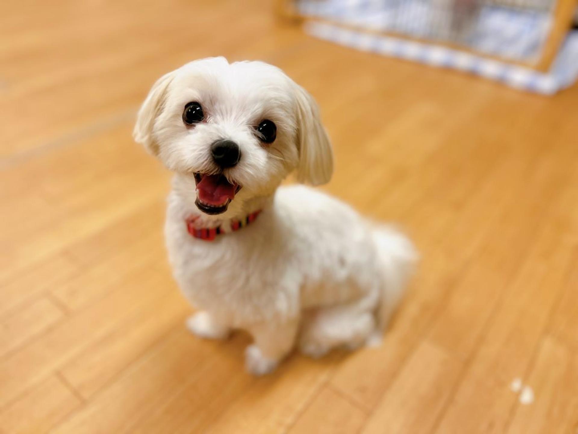 pet-image-5
