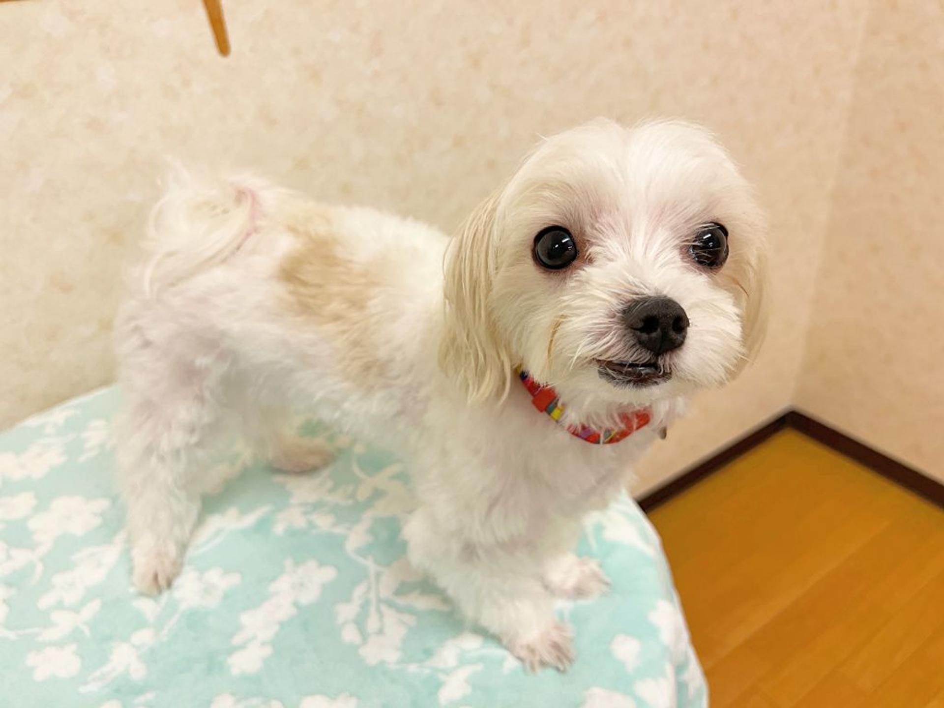 pet-image-9