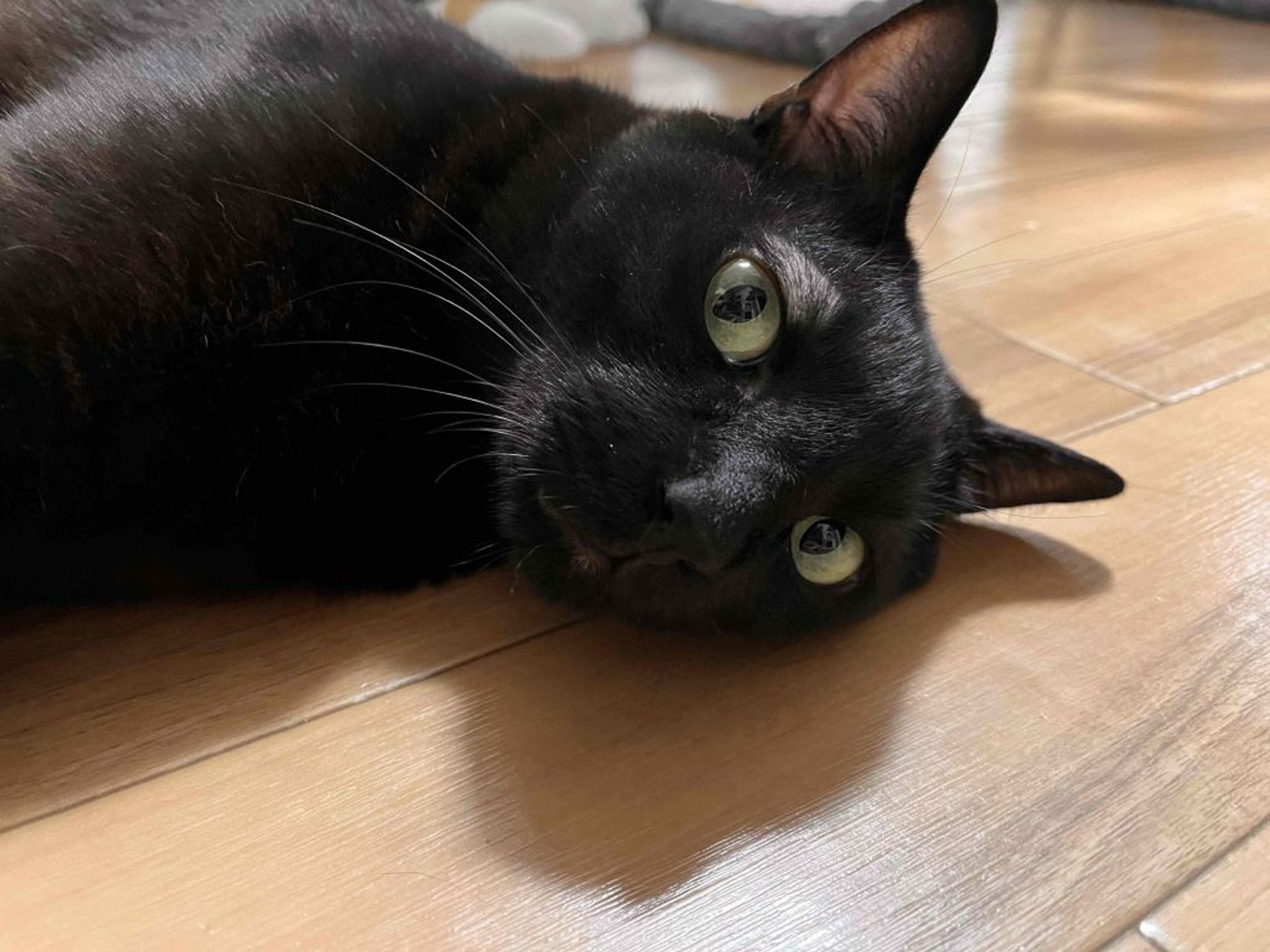 雑種（ミックス猫）・オスの里親募集の写真