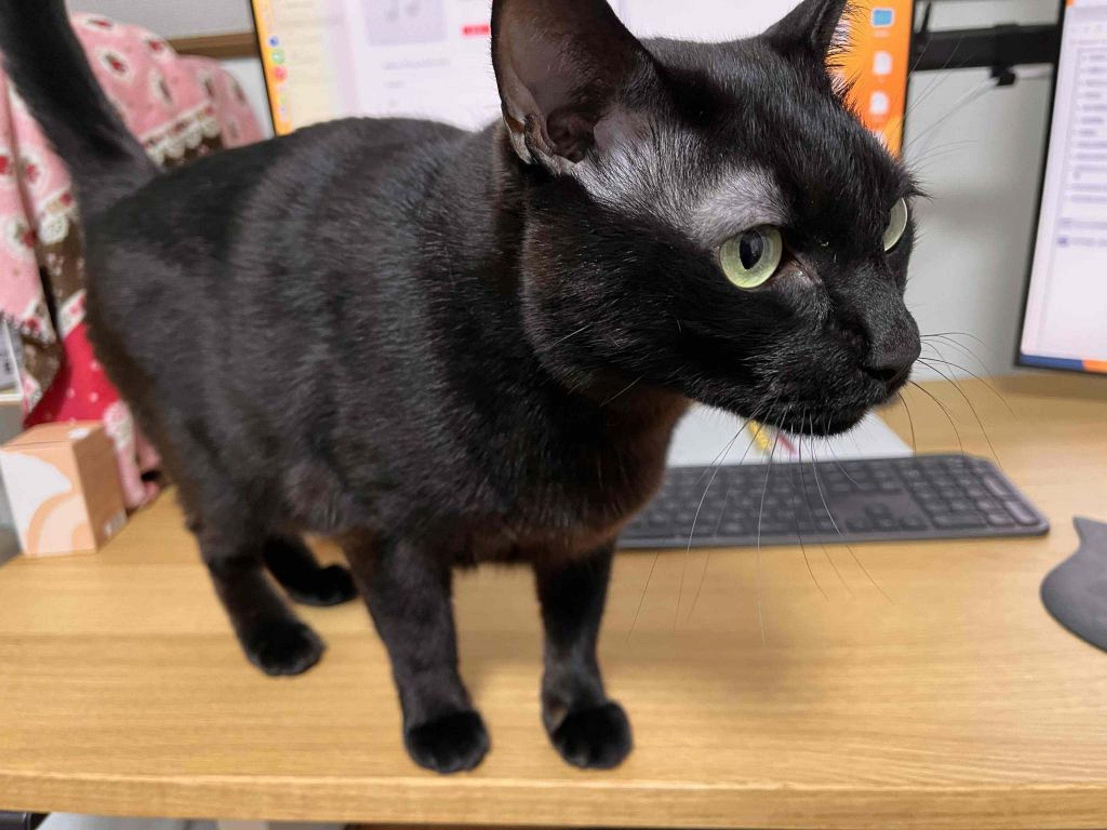 pet-image-9