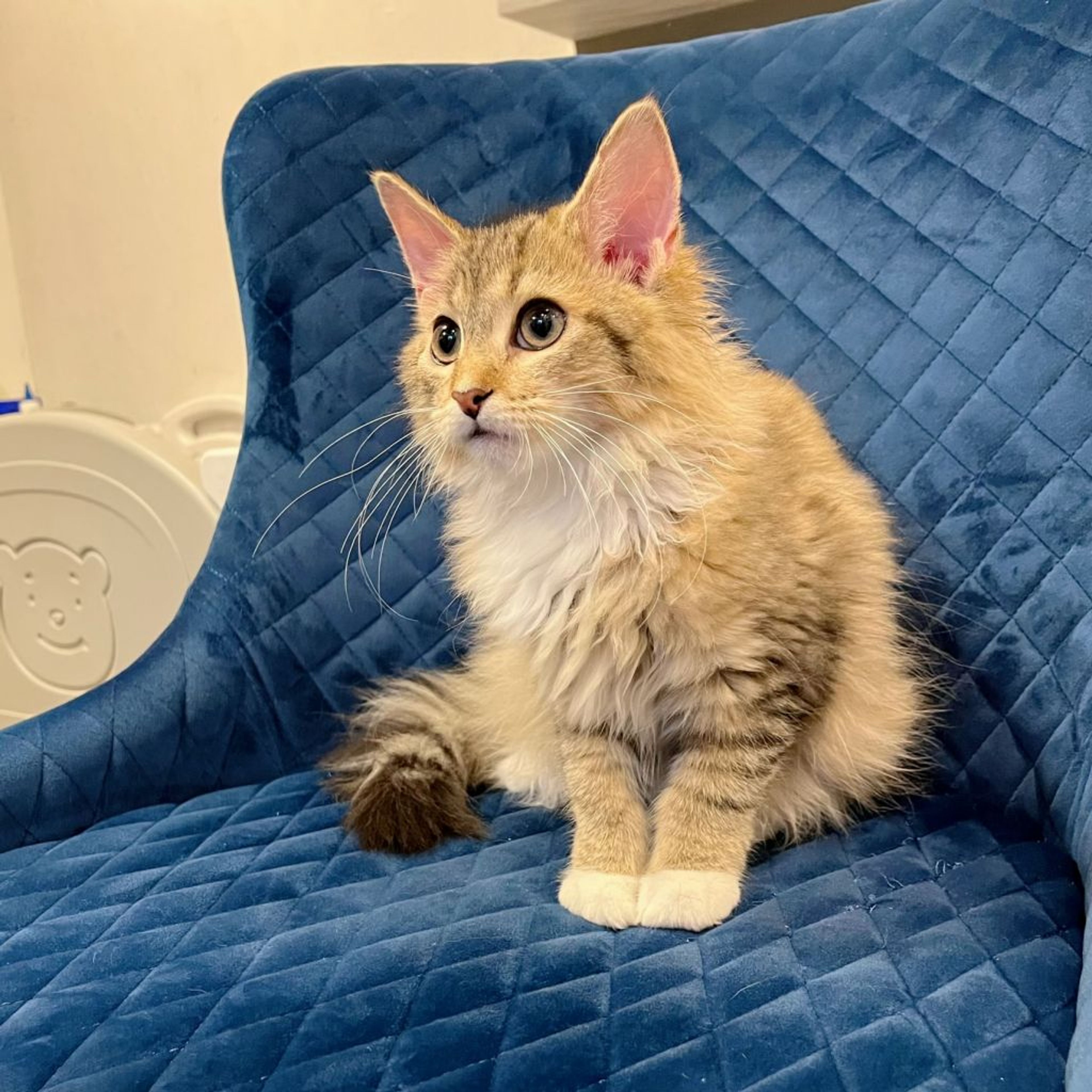 pet-image-3