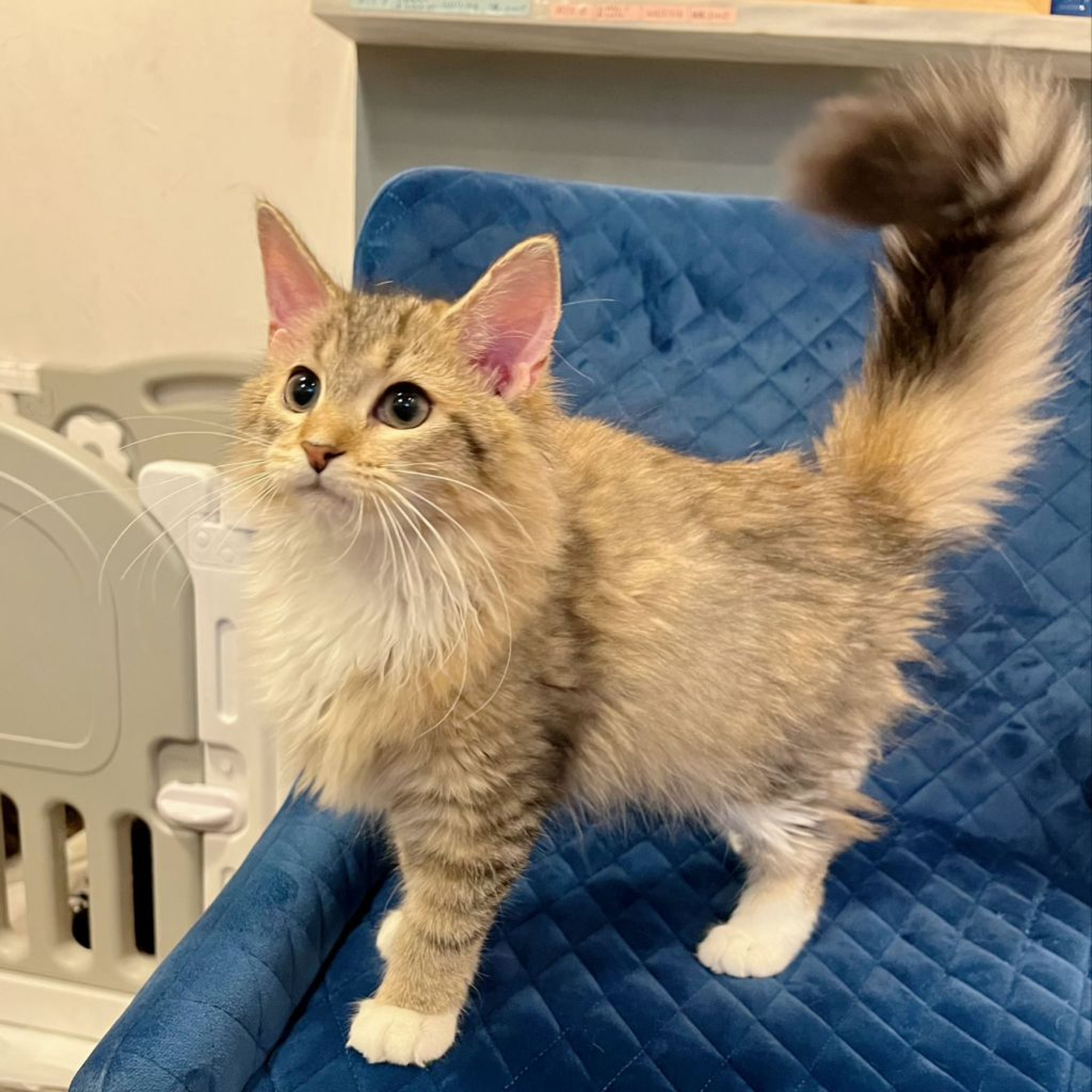 pet-image-4
