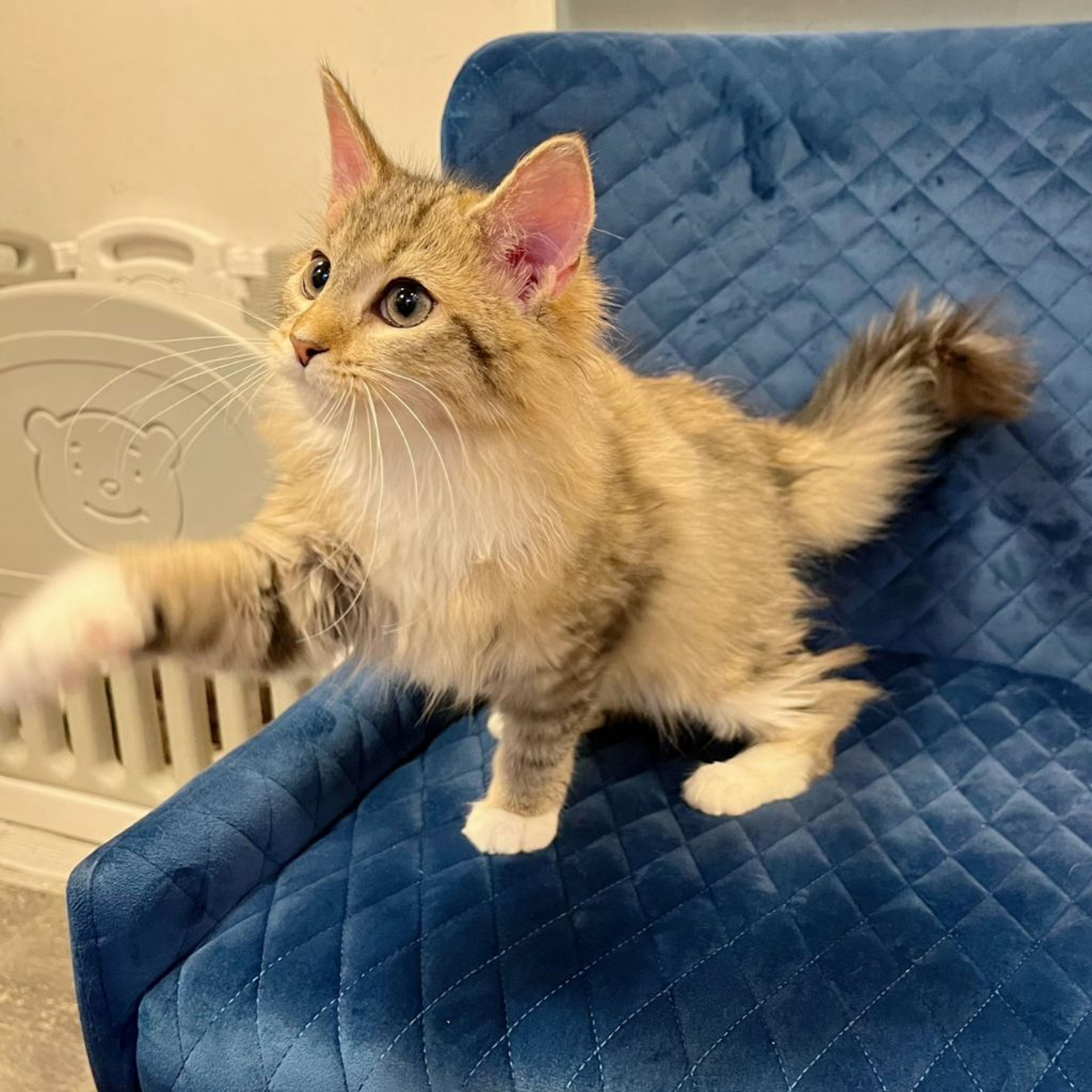 pet-image-5