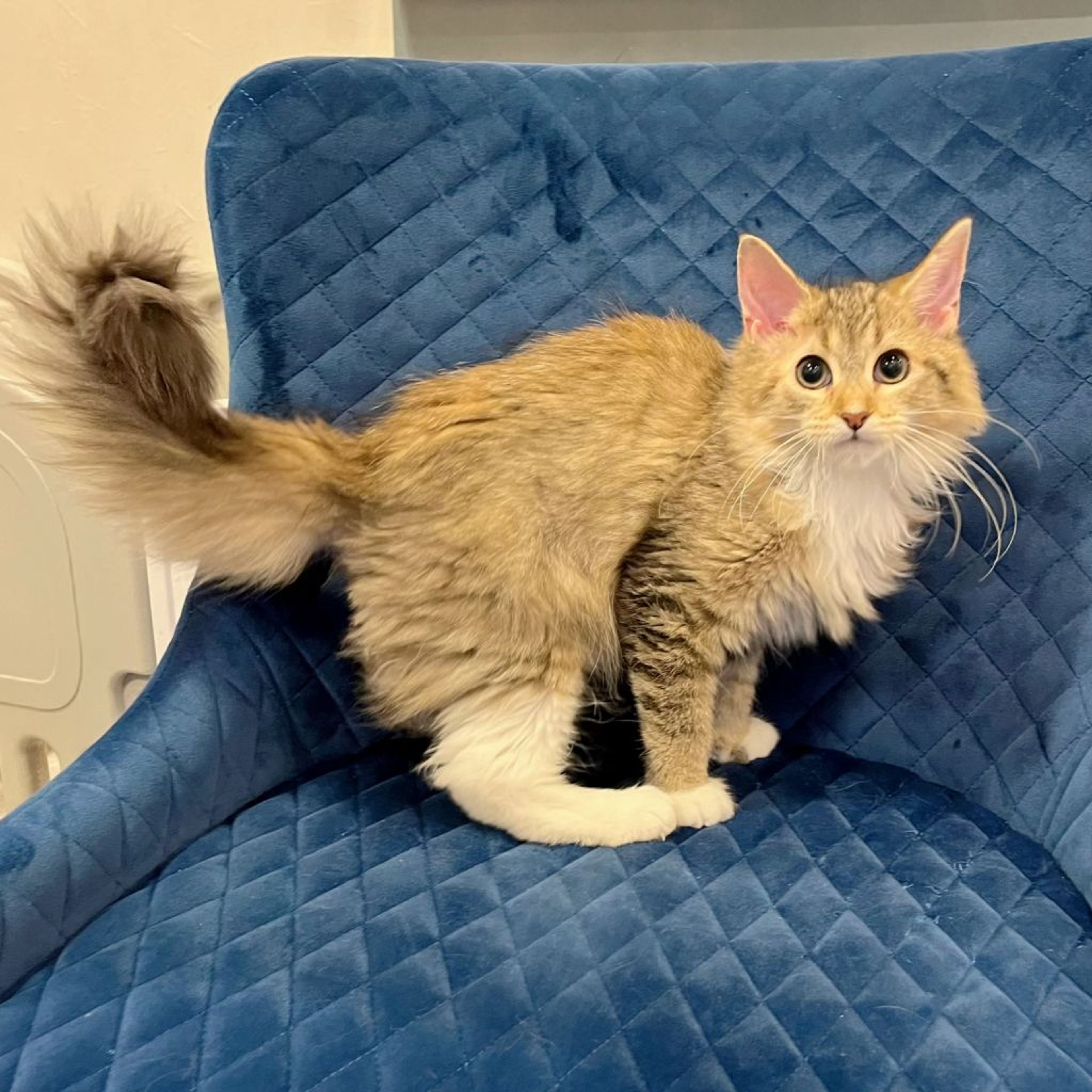 pet-image-8