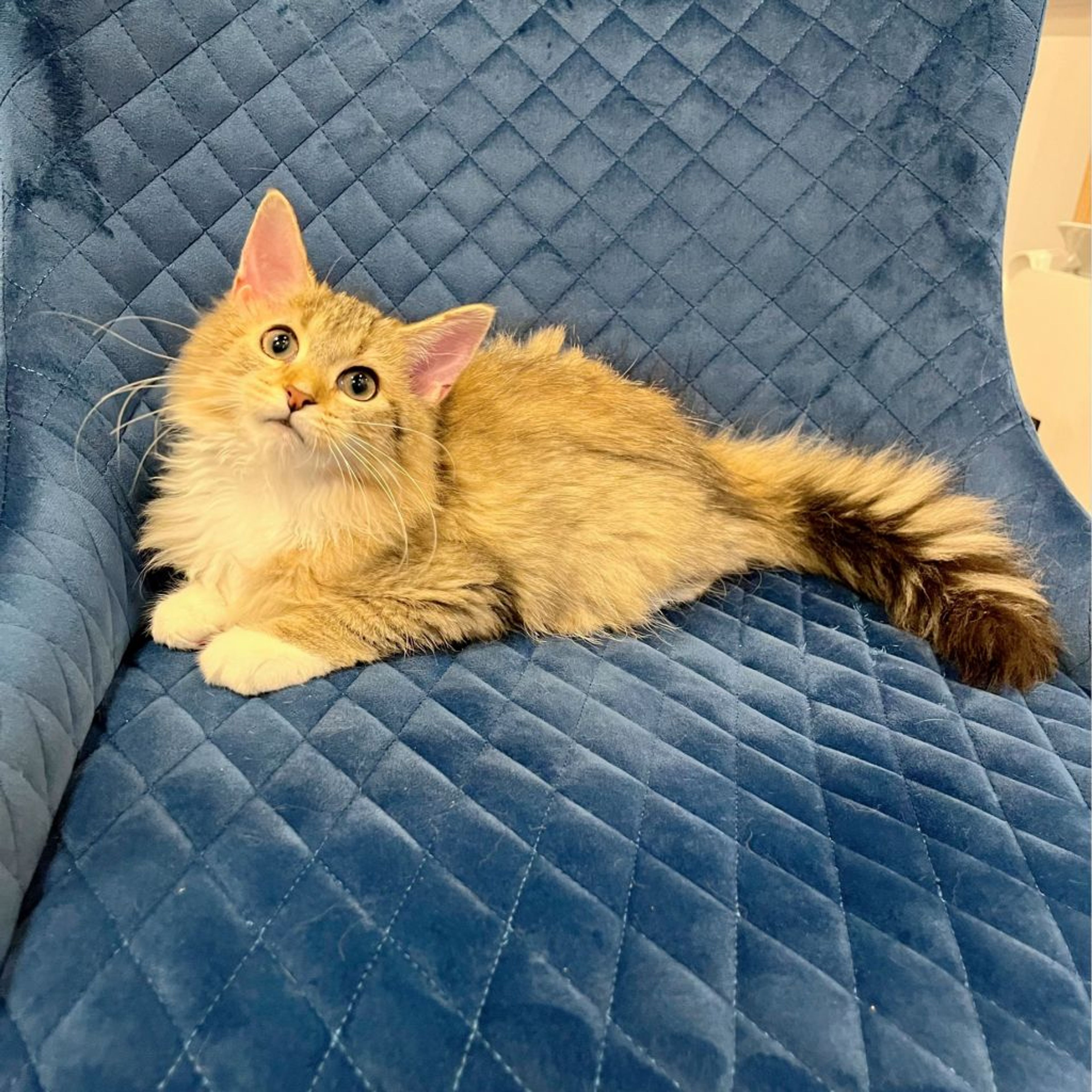 pet-image-9