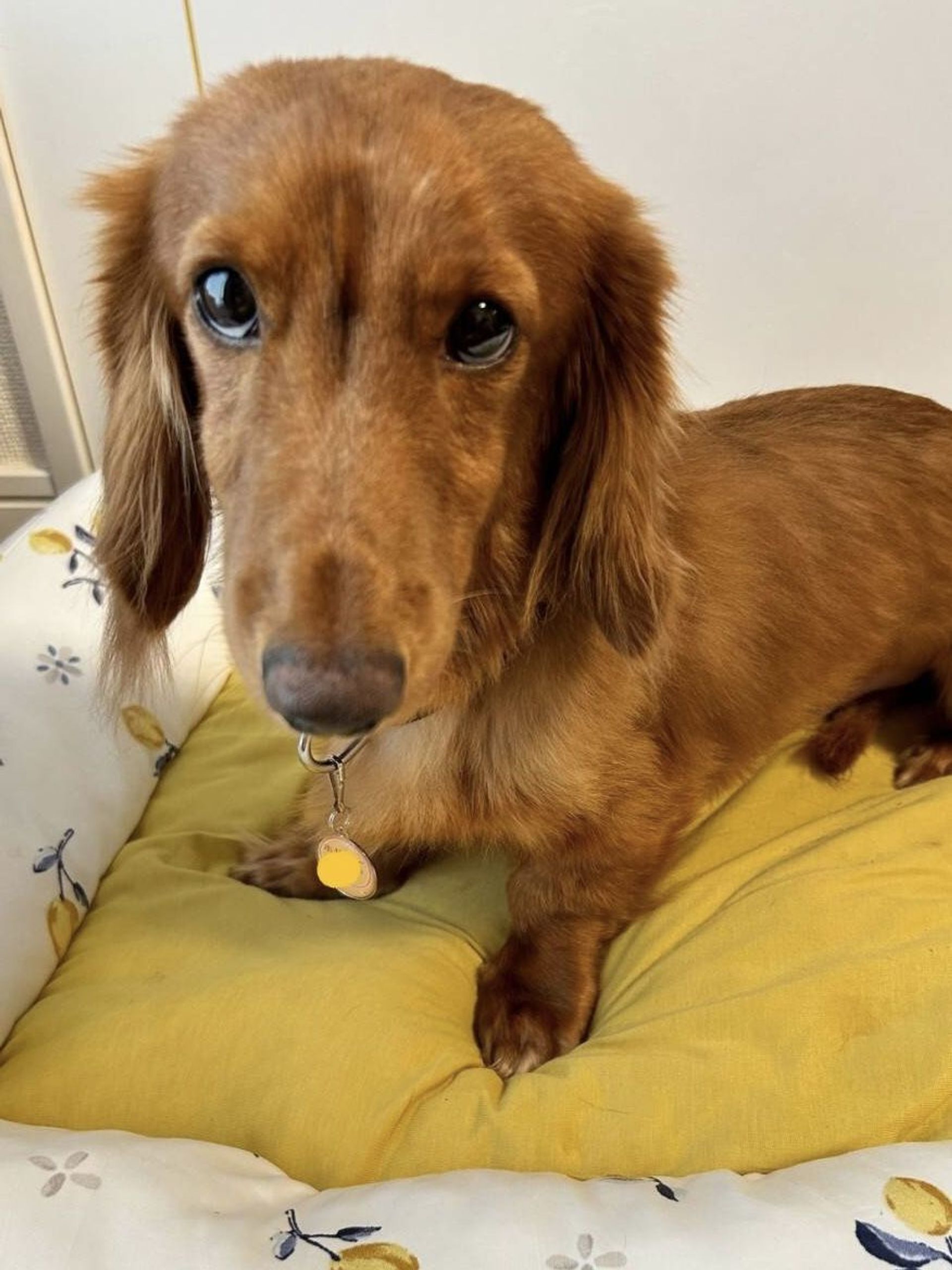 ミニチュア・ダックスフンド・オスの里親募集の写真