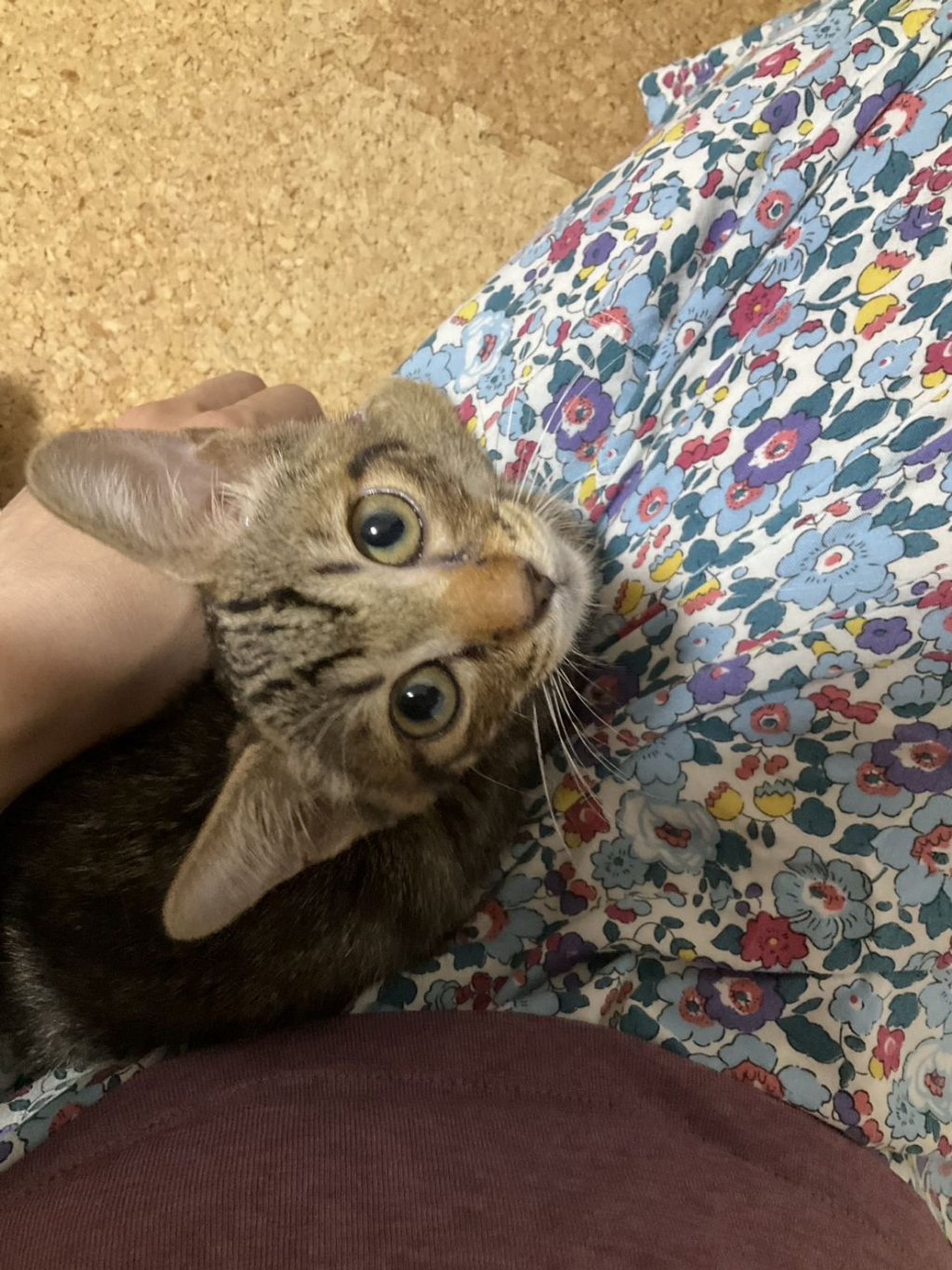 雑種（ミックス猫）・オスの里親募集の写真