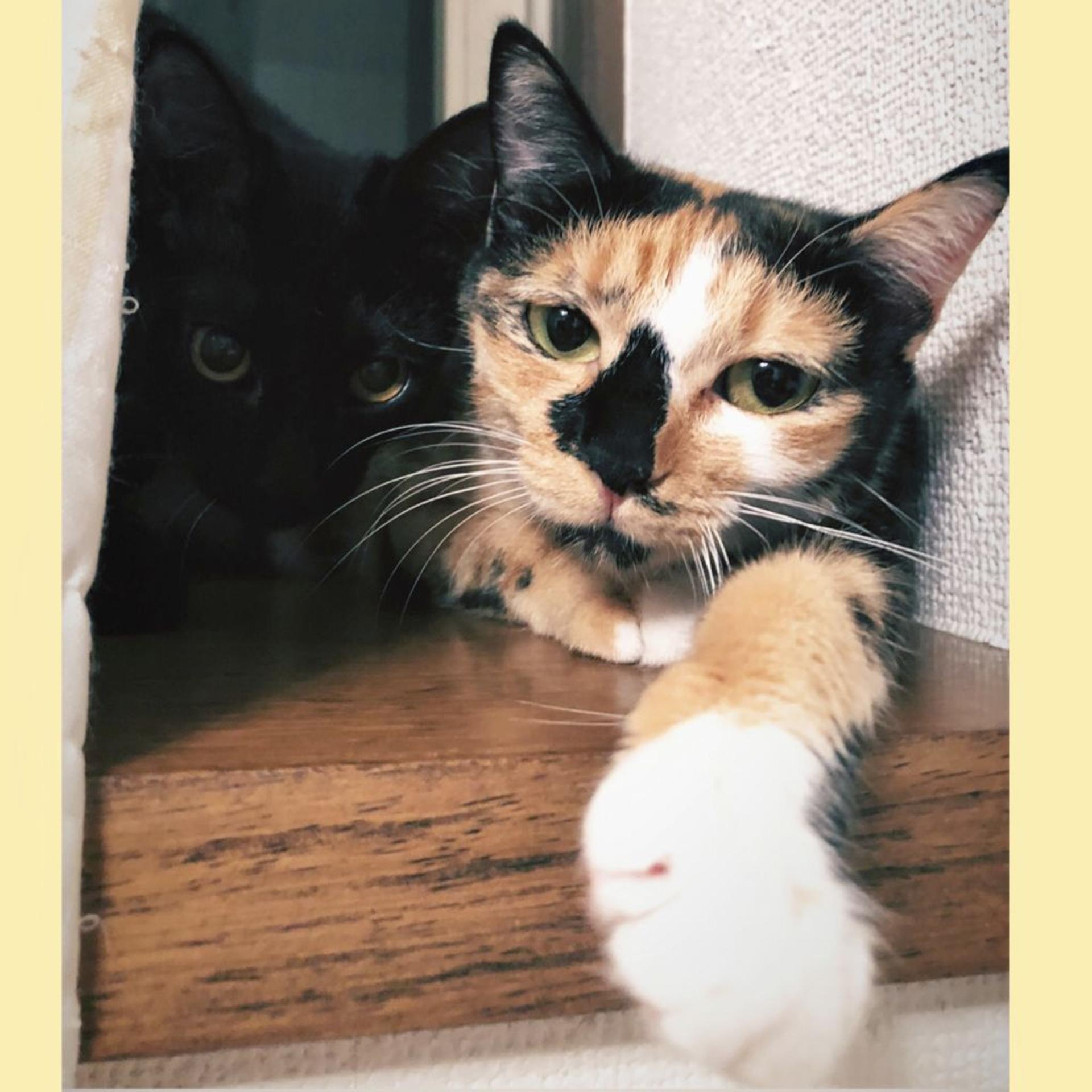 pet-image-7