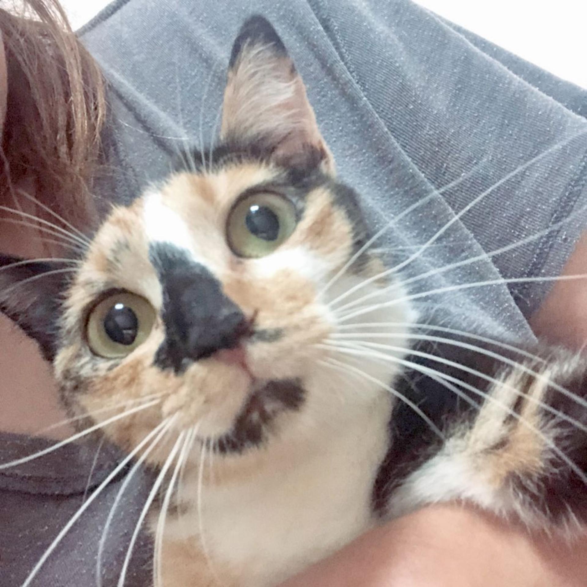pet-image-9