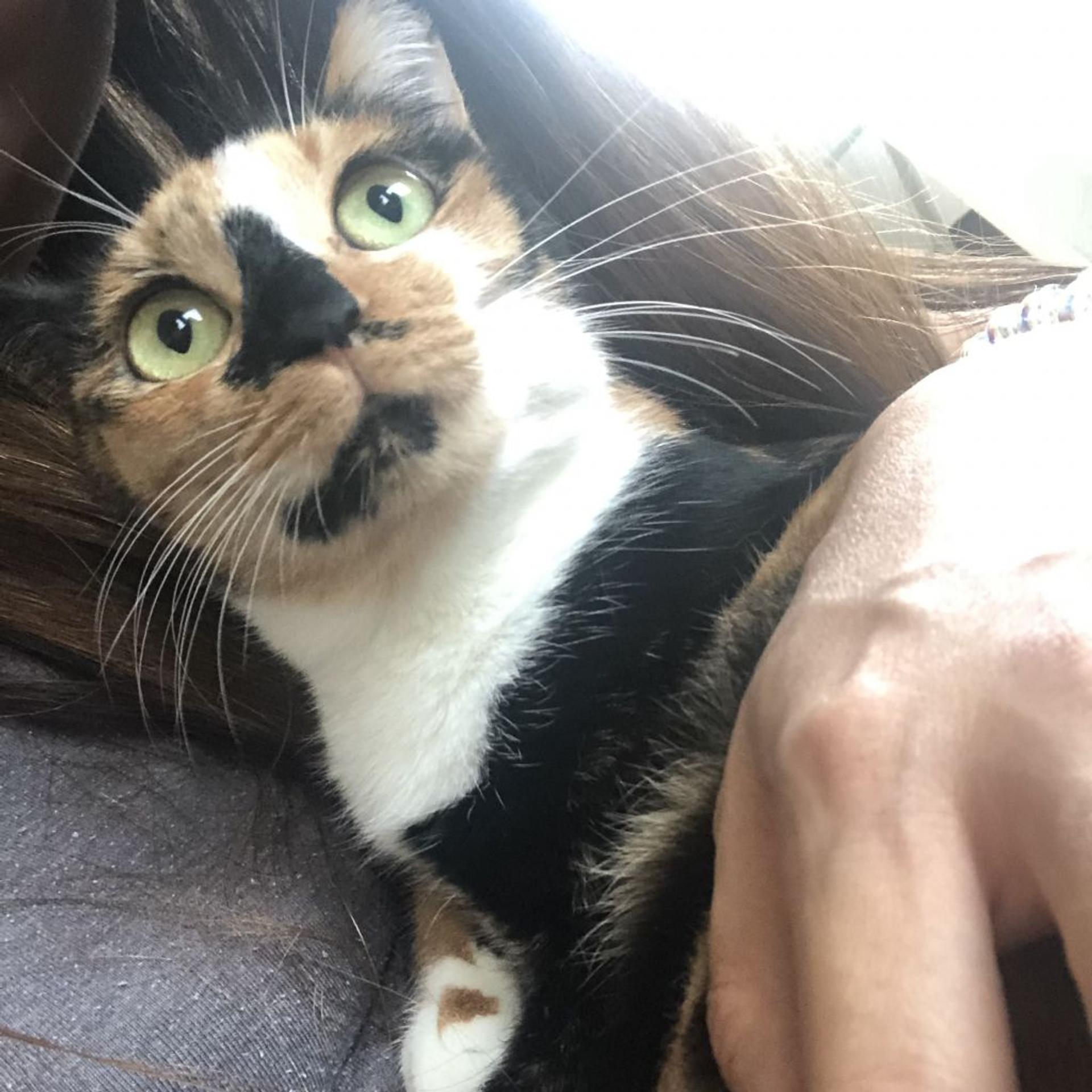 pet-image-2