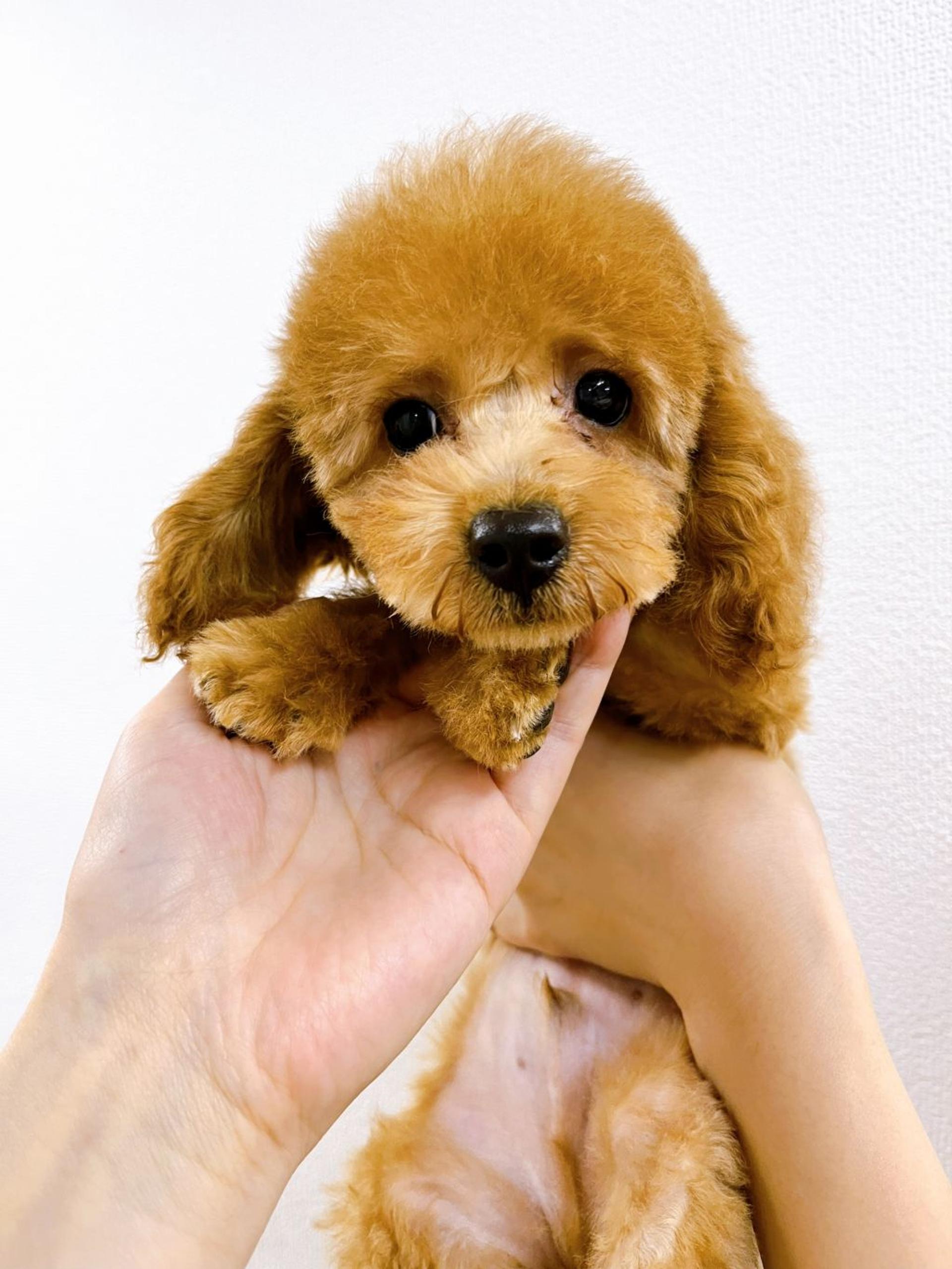 pet-image-3