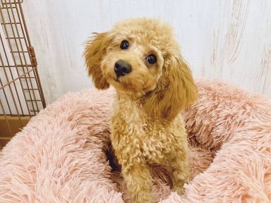 鋼鐡塚蛍(はがねづかほたる)