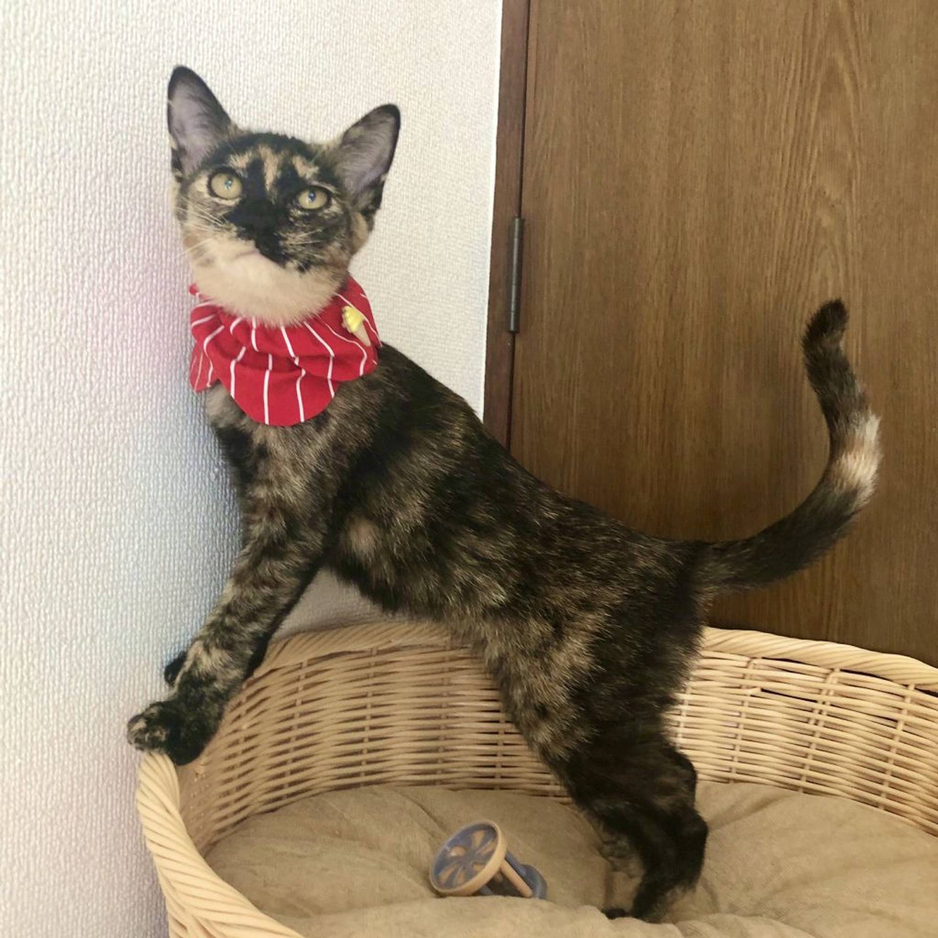 雑種（ミックス猫）・メスの里親募集の写真