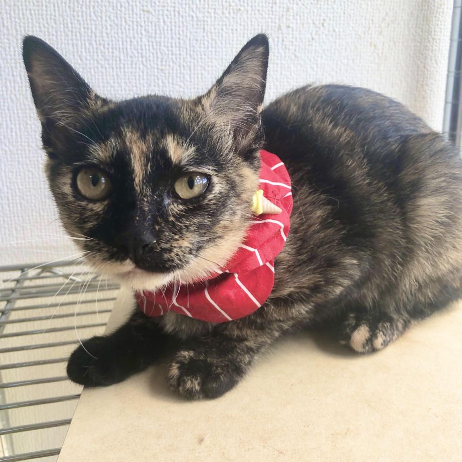 pet-image-4