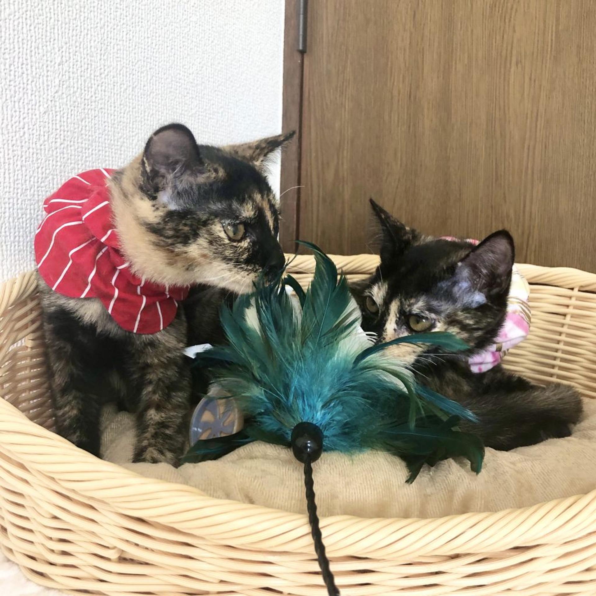 pet-image-5