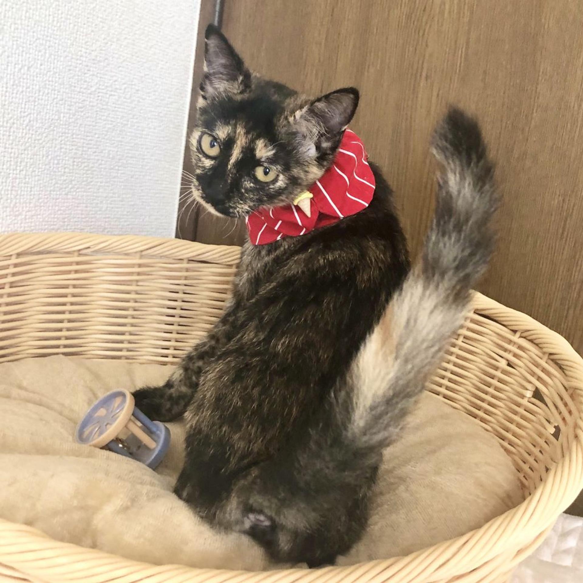 pet-image-9