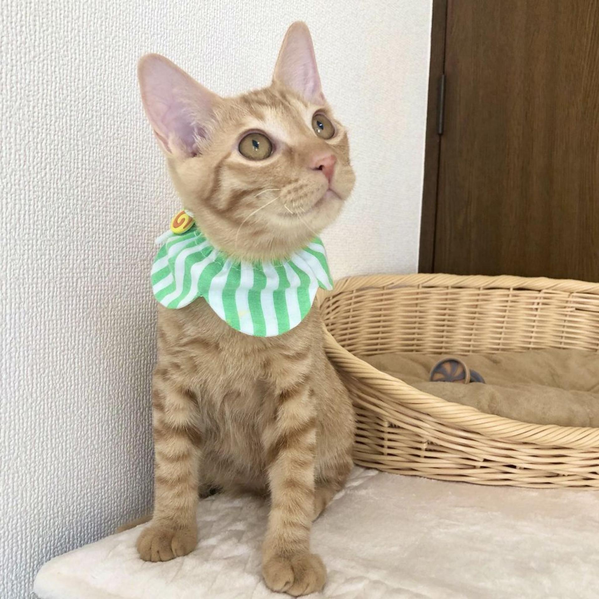 pet-image-4