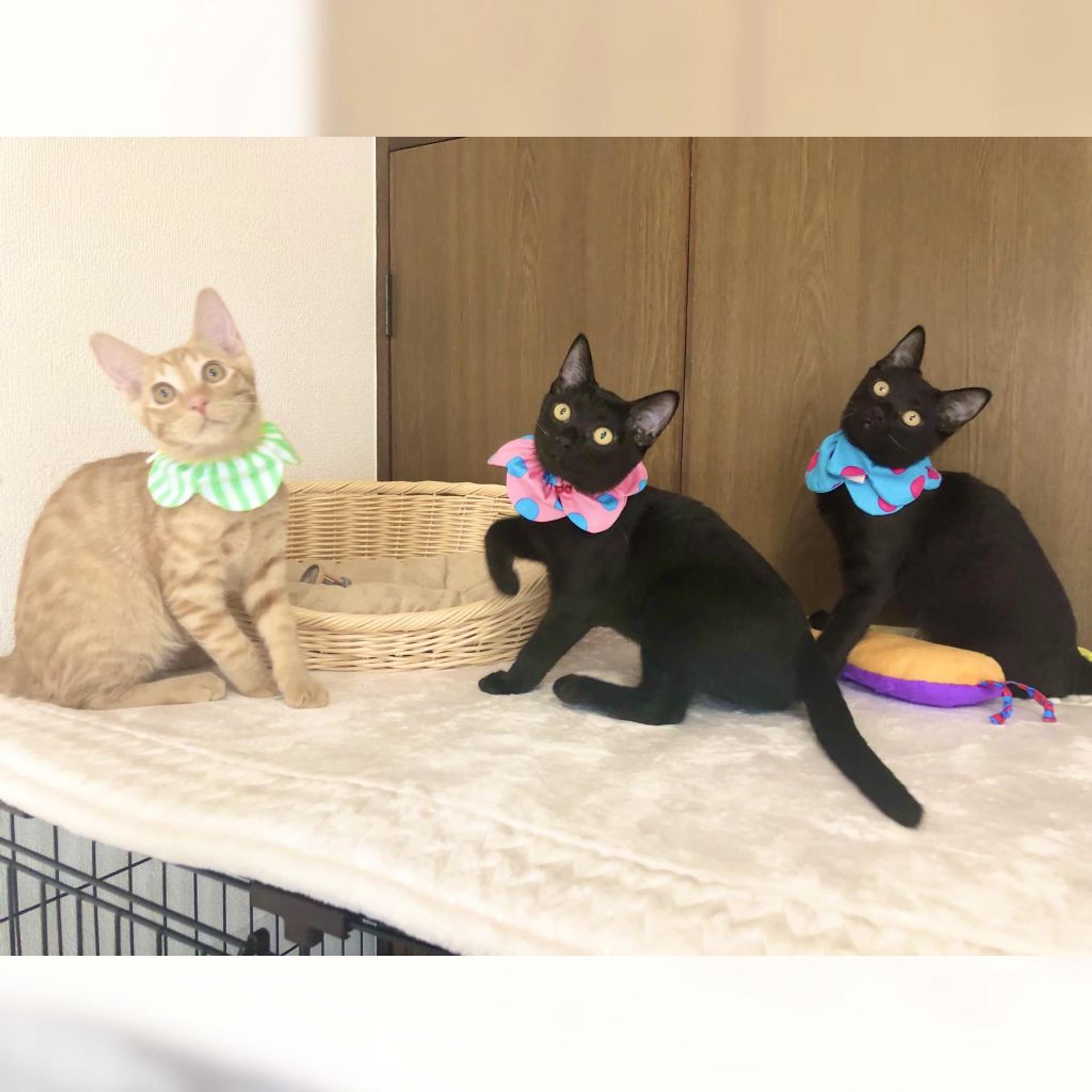 pet-image-5