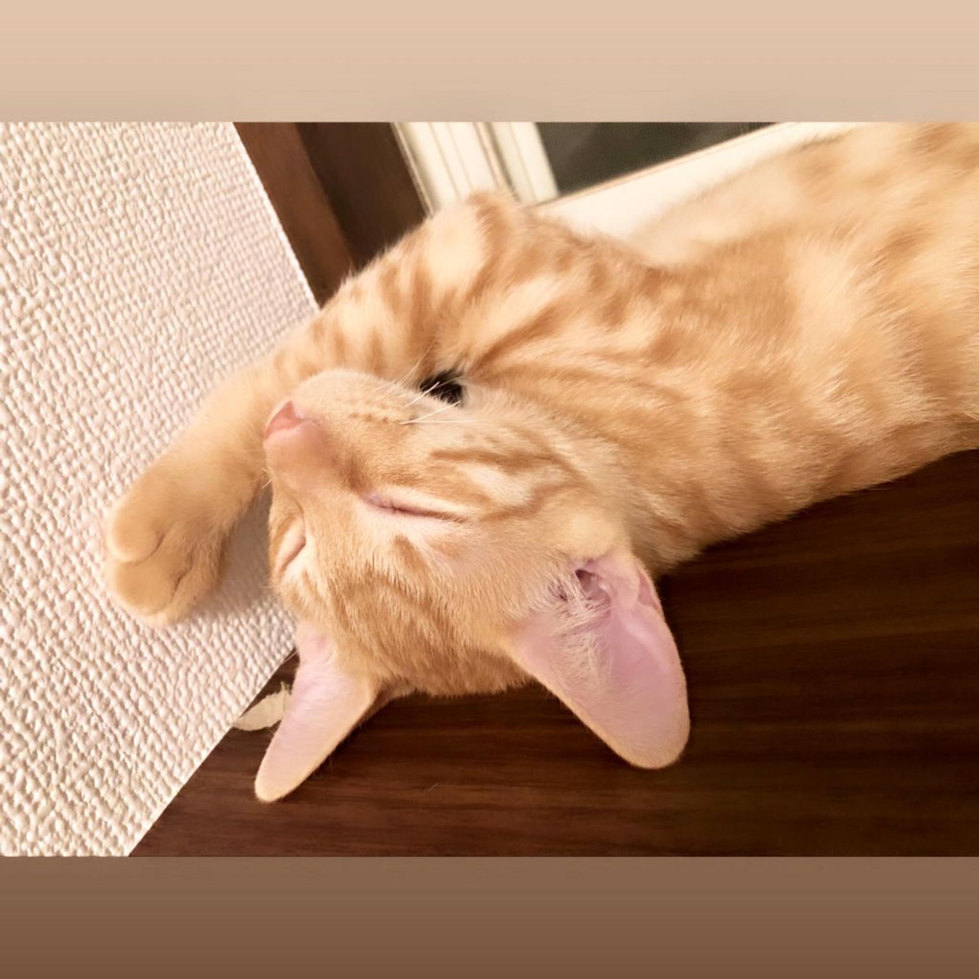 pet-image-6