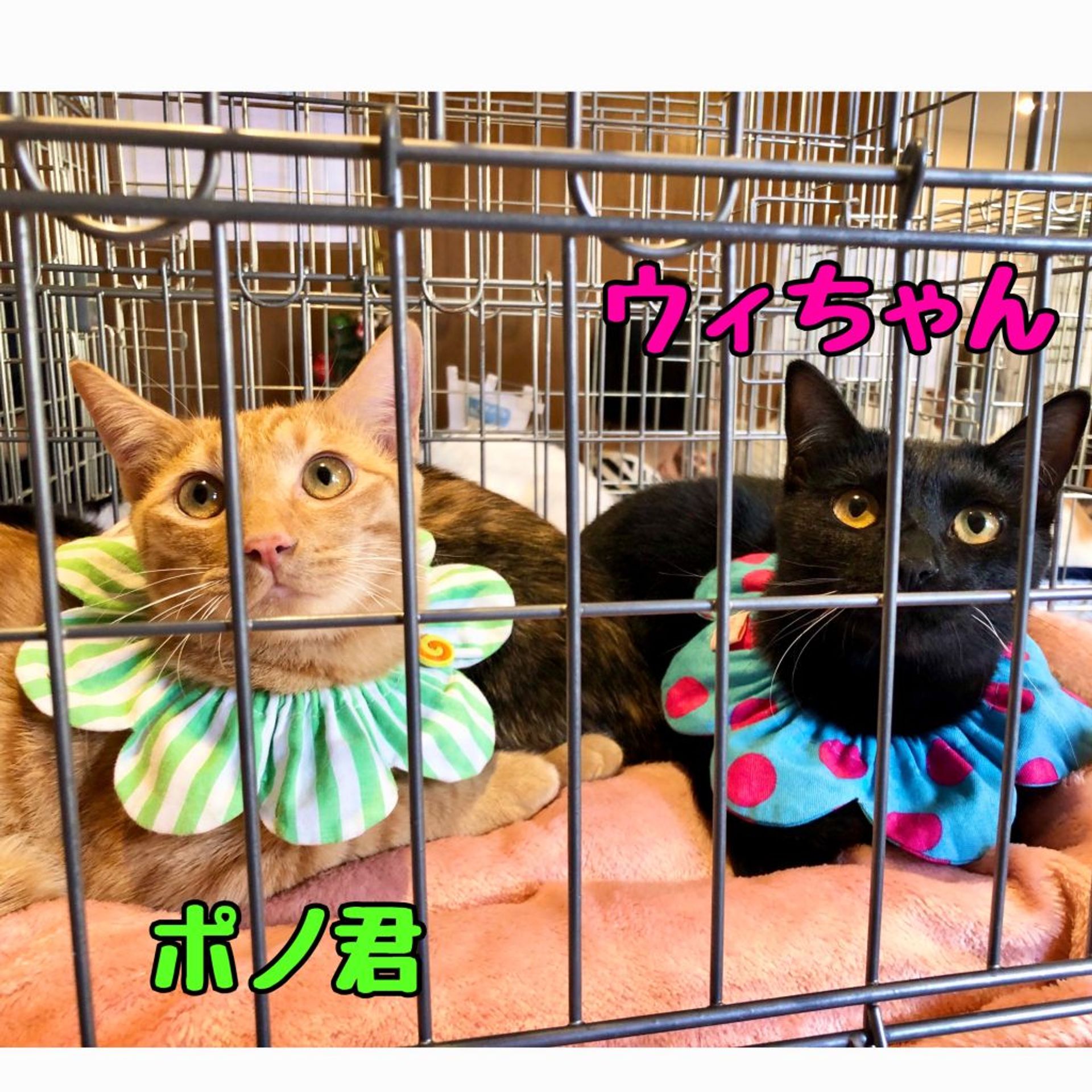 雑種（ミックス猫）・オスの里親募集の写真
