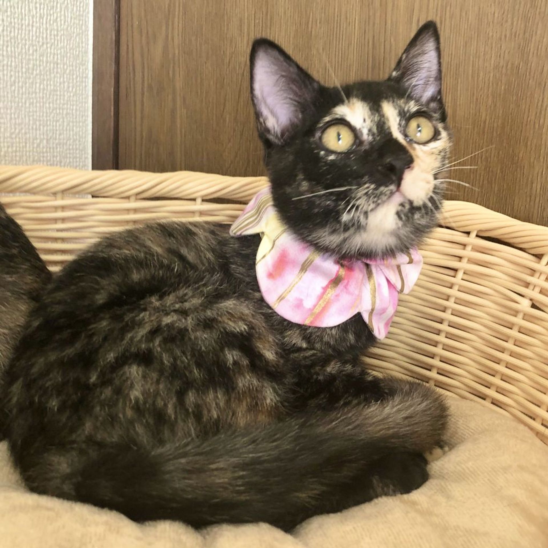 雑種（ミックス猫）・メスの里親募集の写真