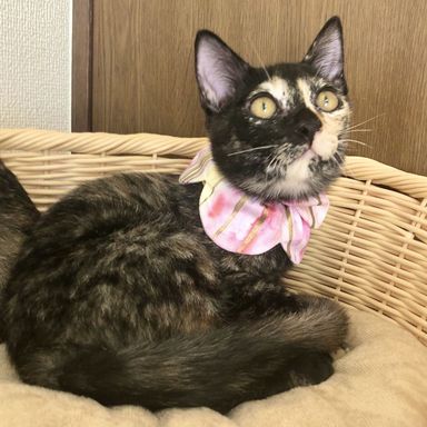 23日譲渡会お見合い可 甘えん坊ウェリナちゃんの写真