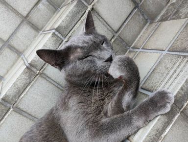 あおの写真