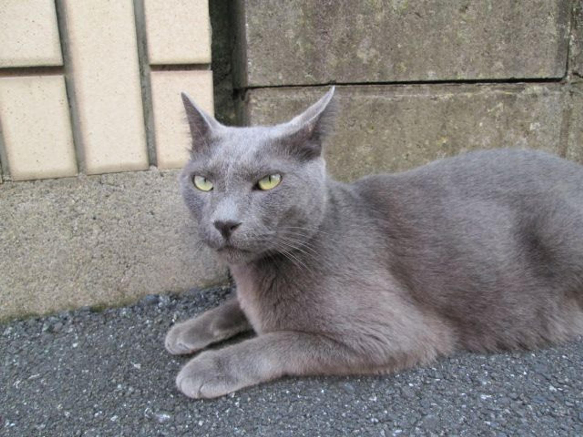 pet-image-3