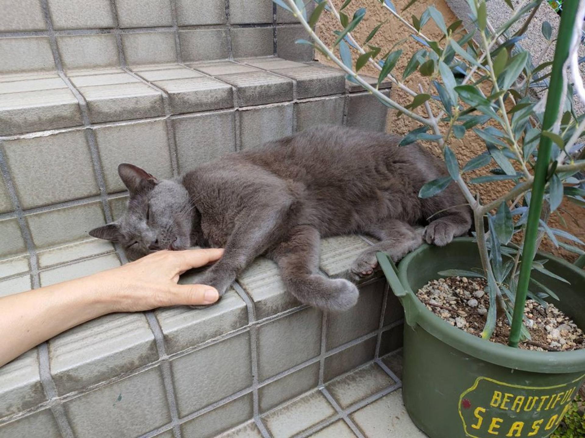 pet-image-5