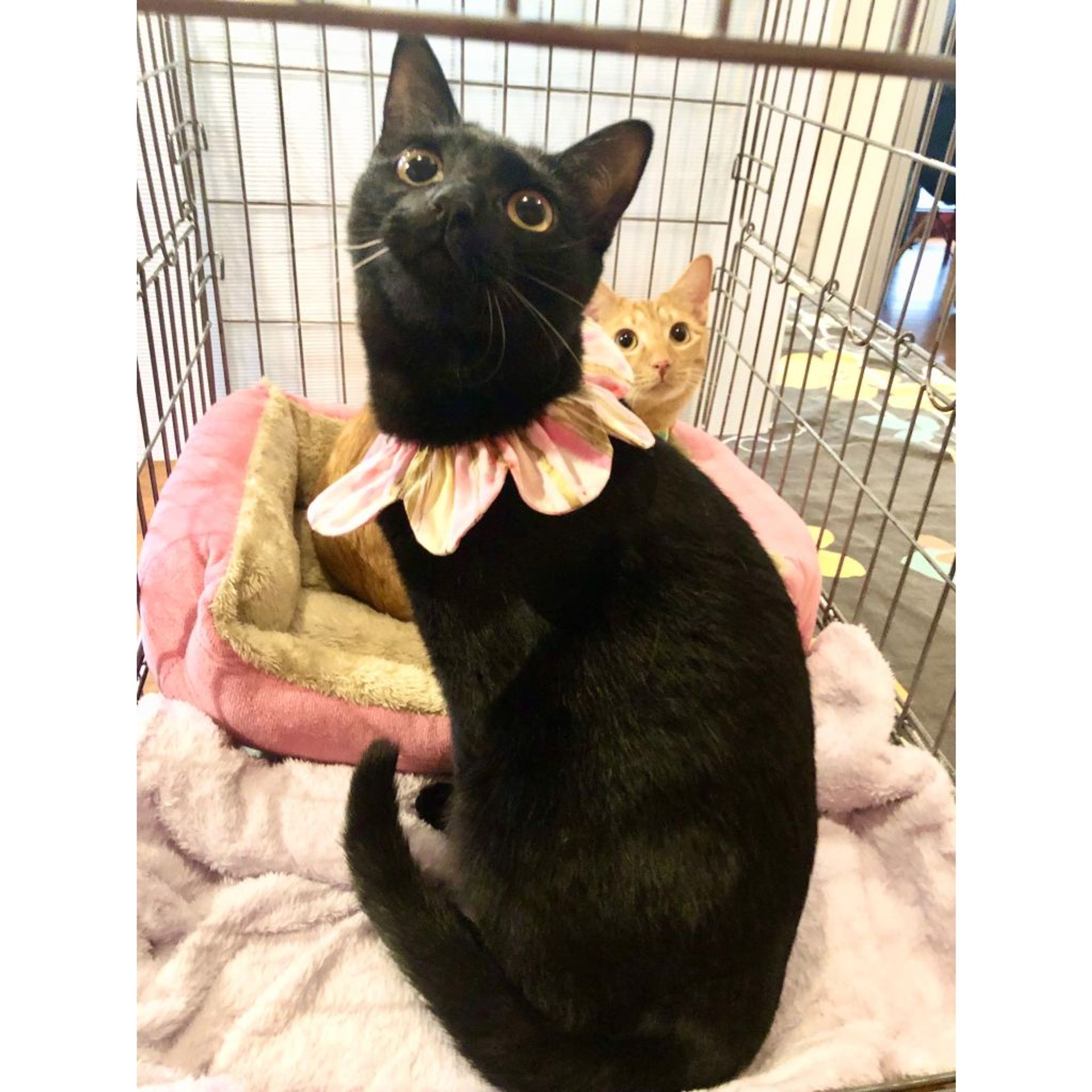 雑種（ミックス猫）・メスの里親募集の写真