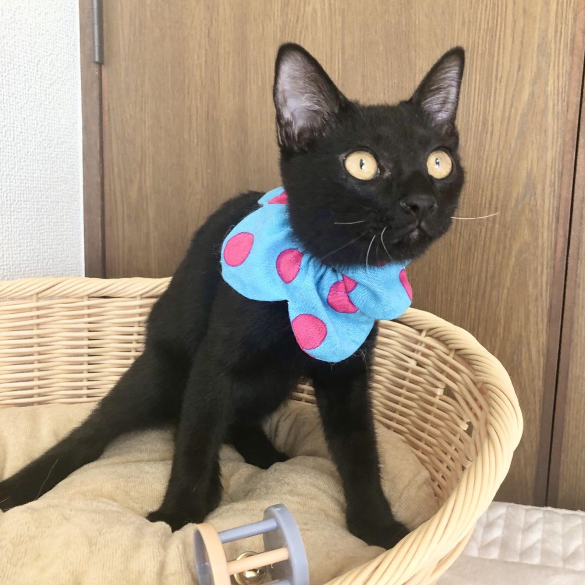 pet-image-9