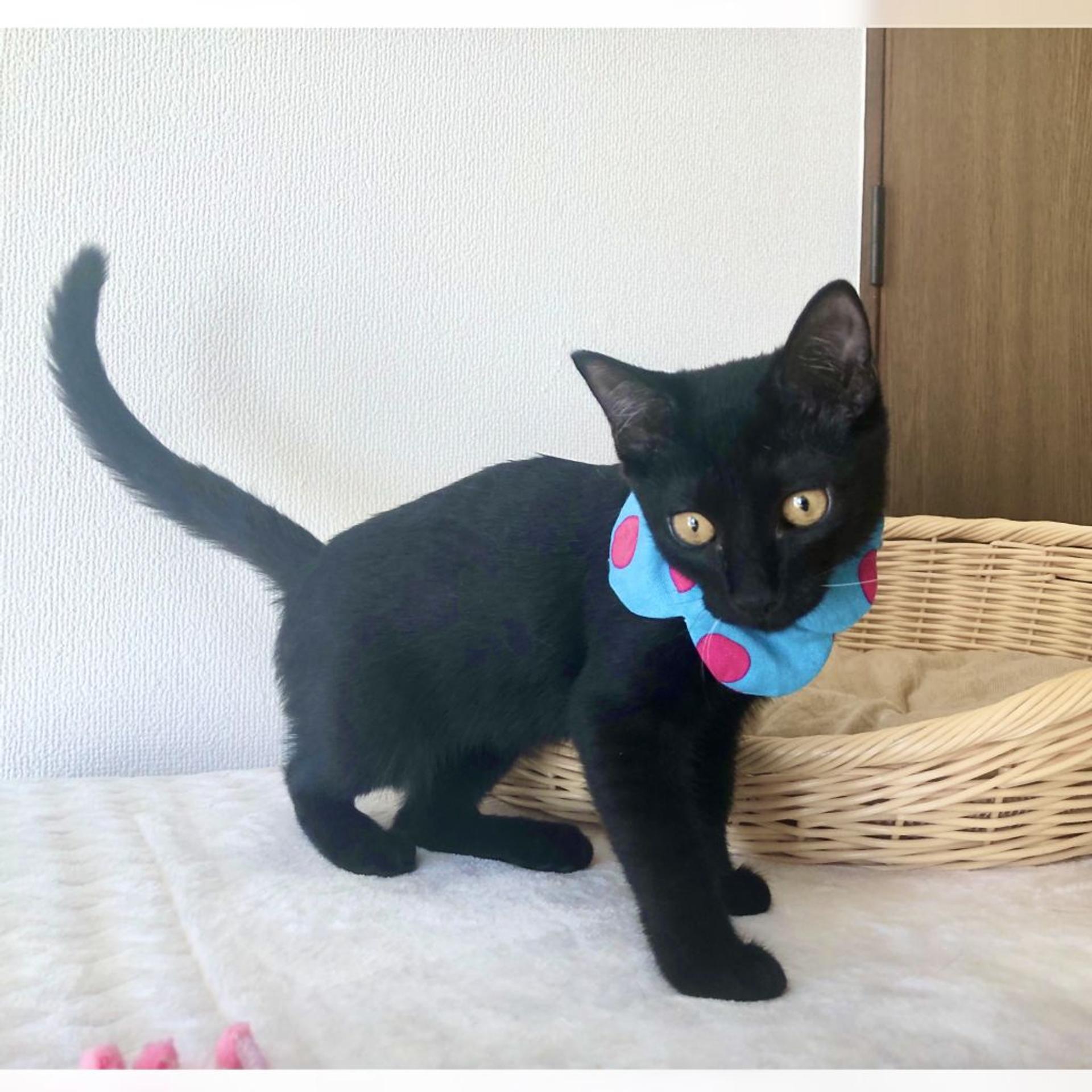 pet-image-10