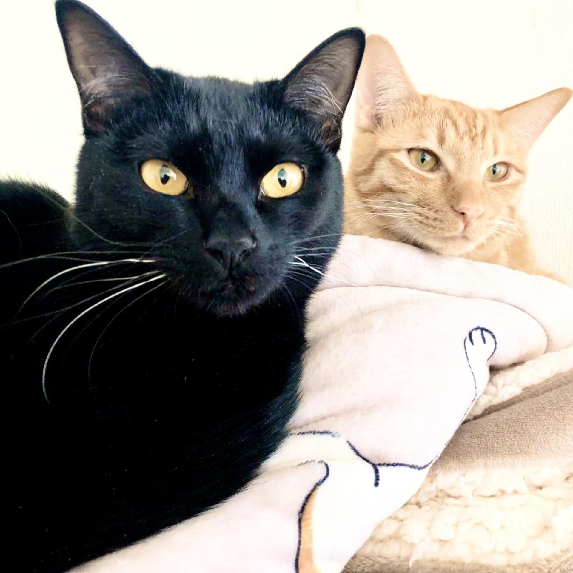 pet-image-3