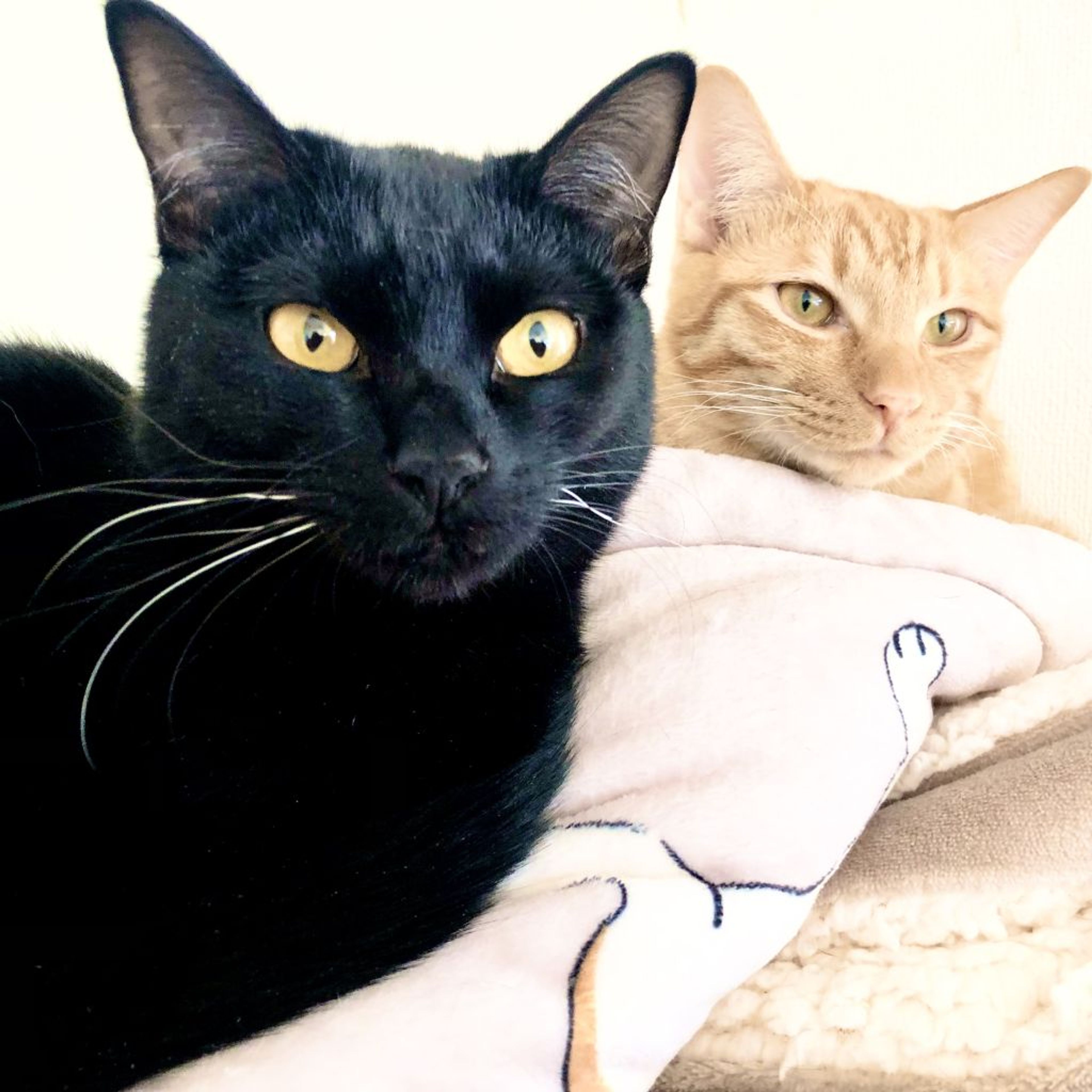 pet-image-3