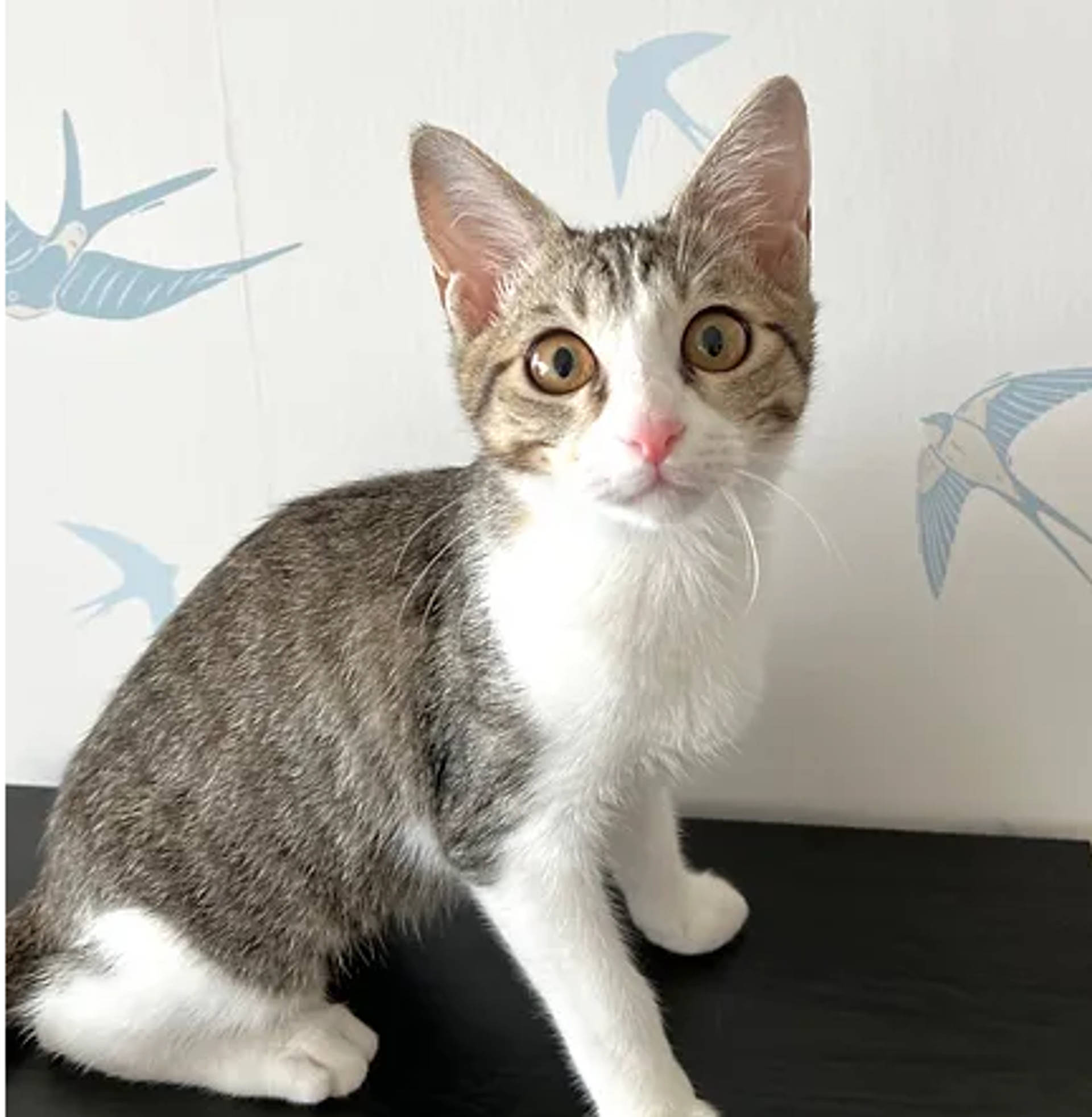 雑種（ミックス猫）・メスの里親募集の写真