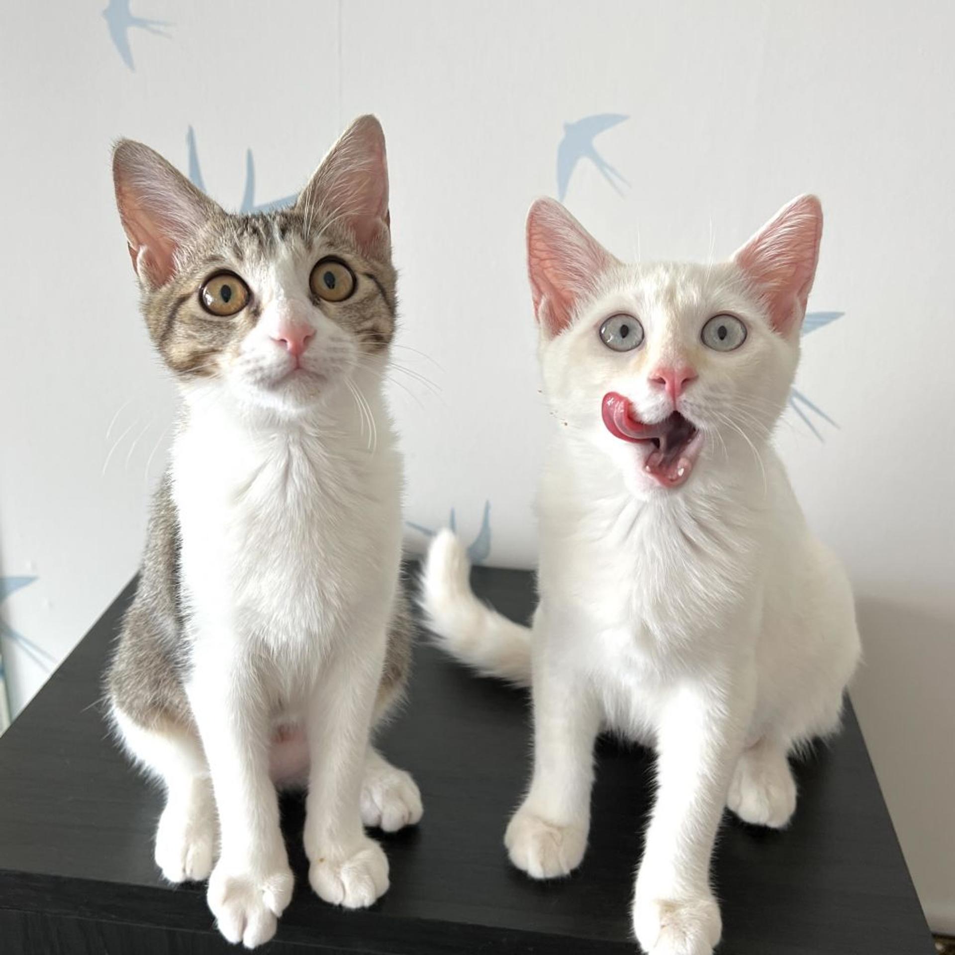 pet-image-5