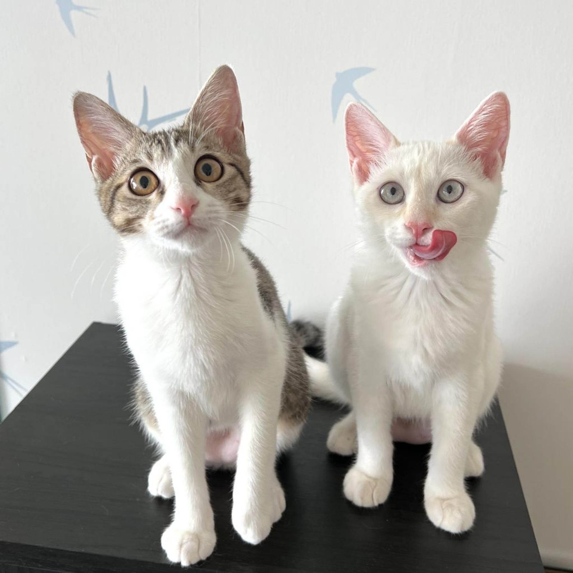 pet-image-6