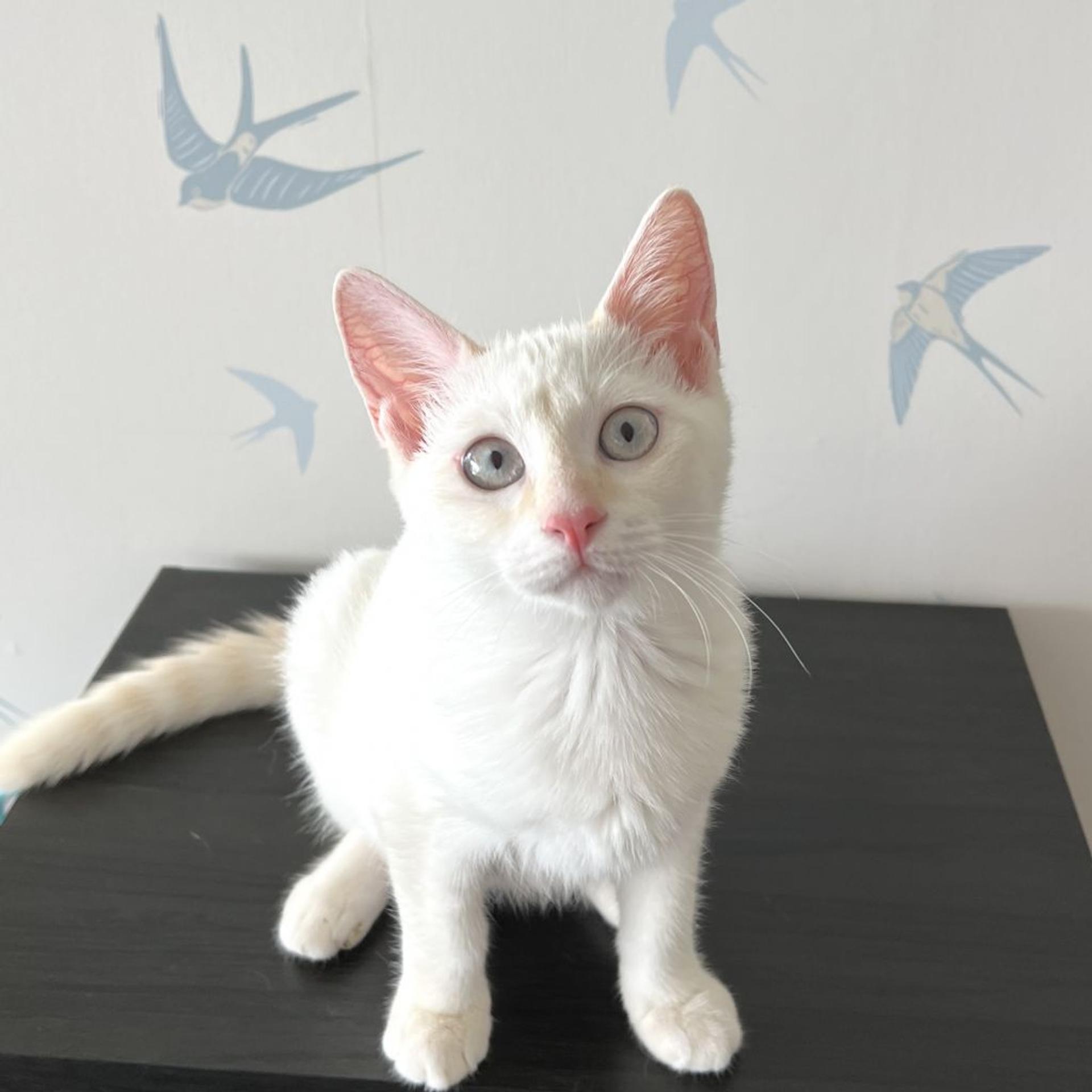 pet-image-7
