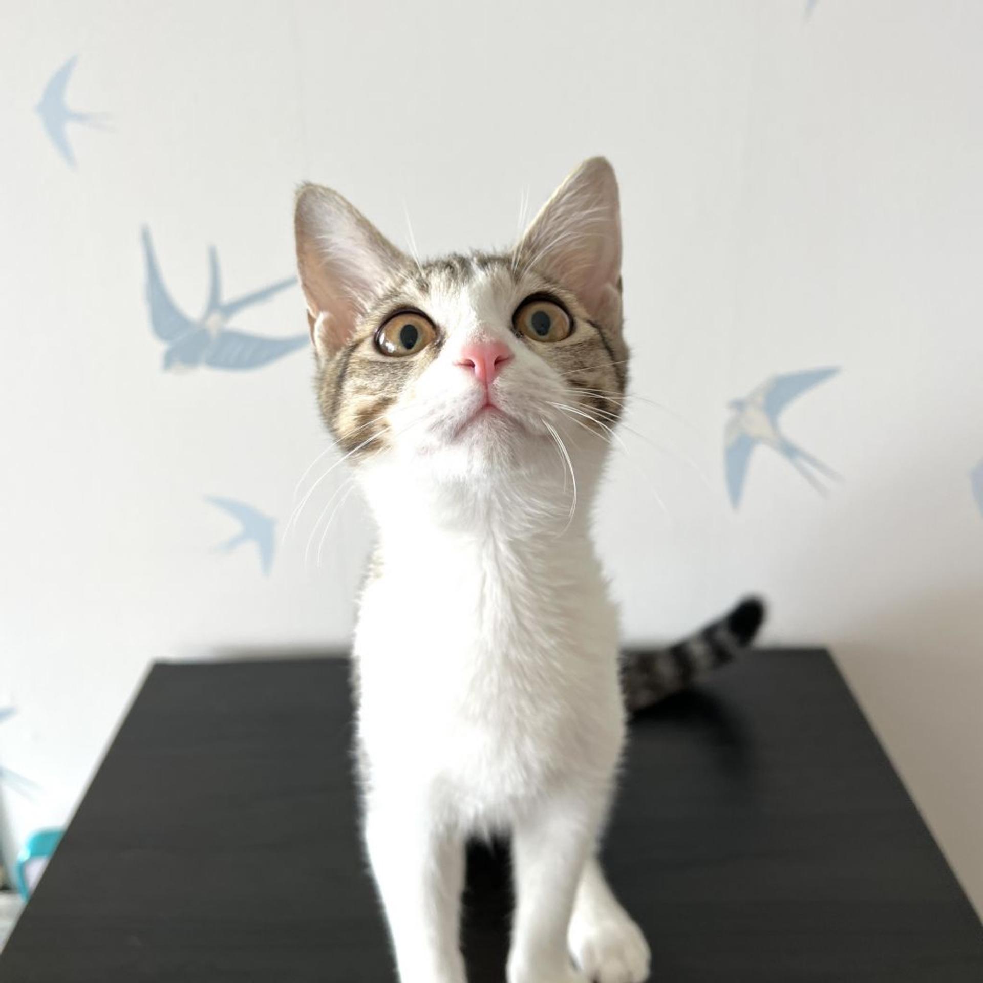 pet-image-8