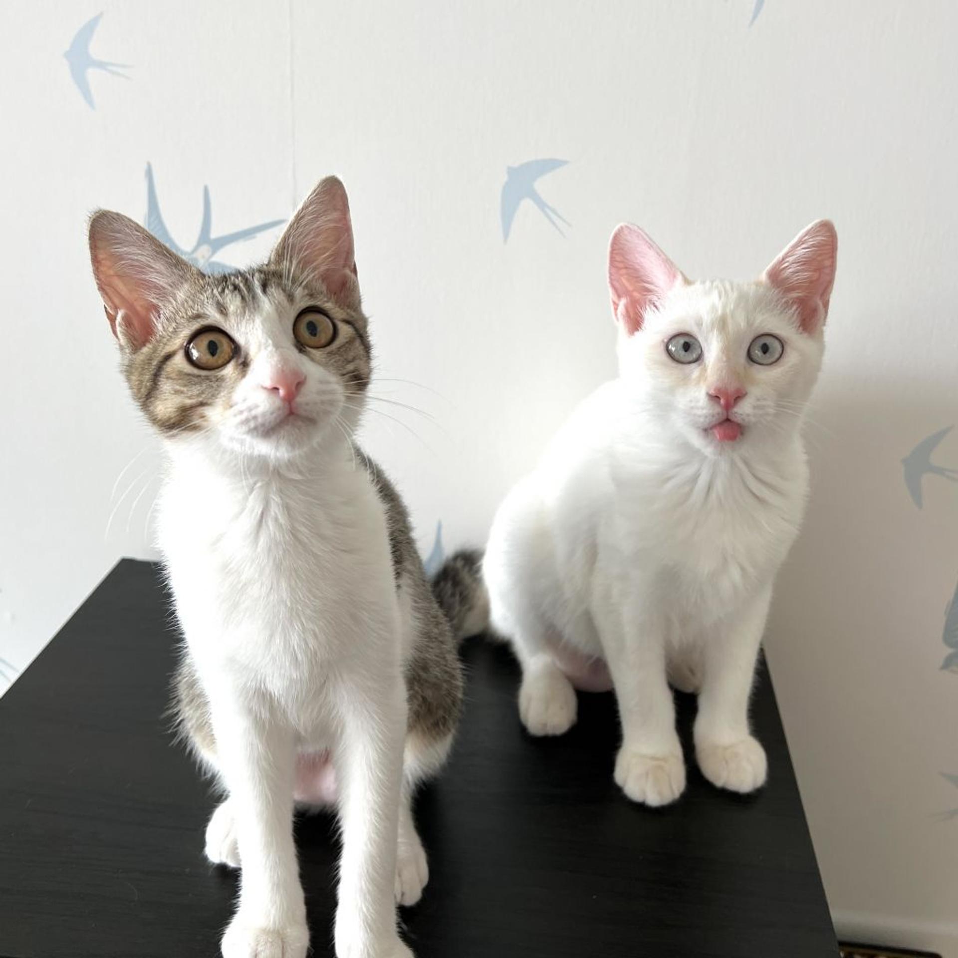 pet-image-9