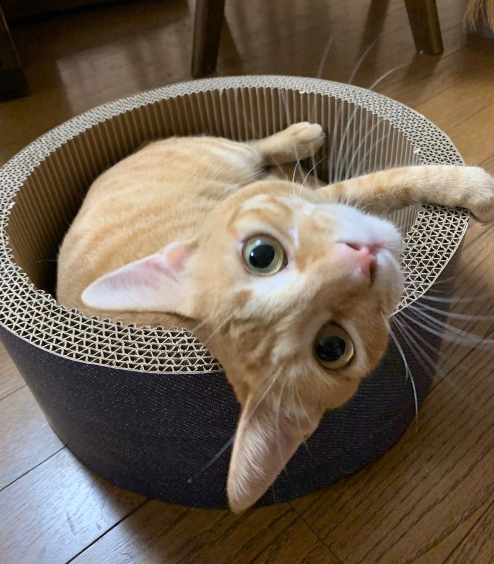 雑種（ミックス猫）・オスの里親募集の写真