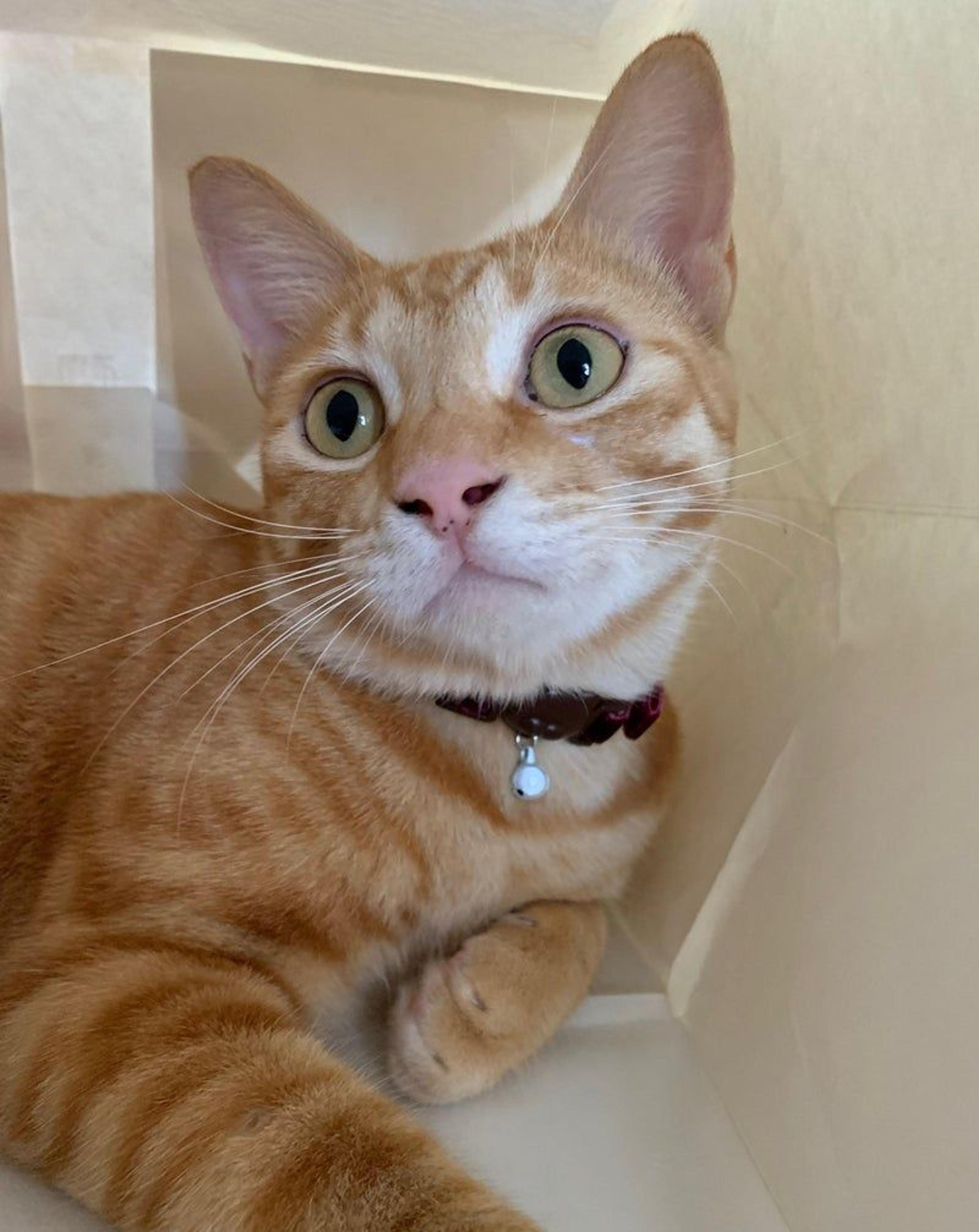 pet-image-2