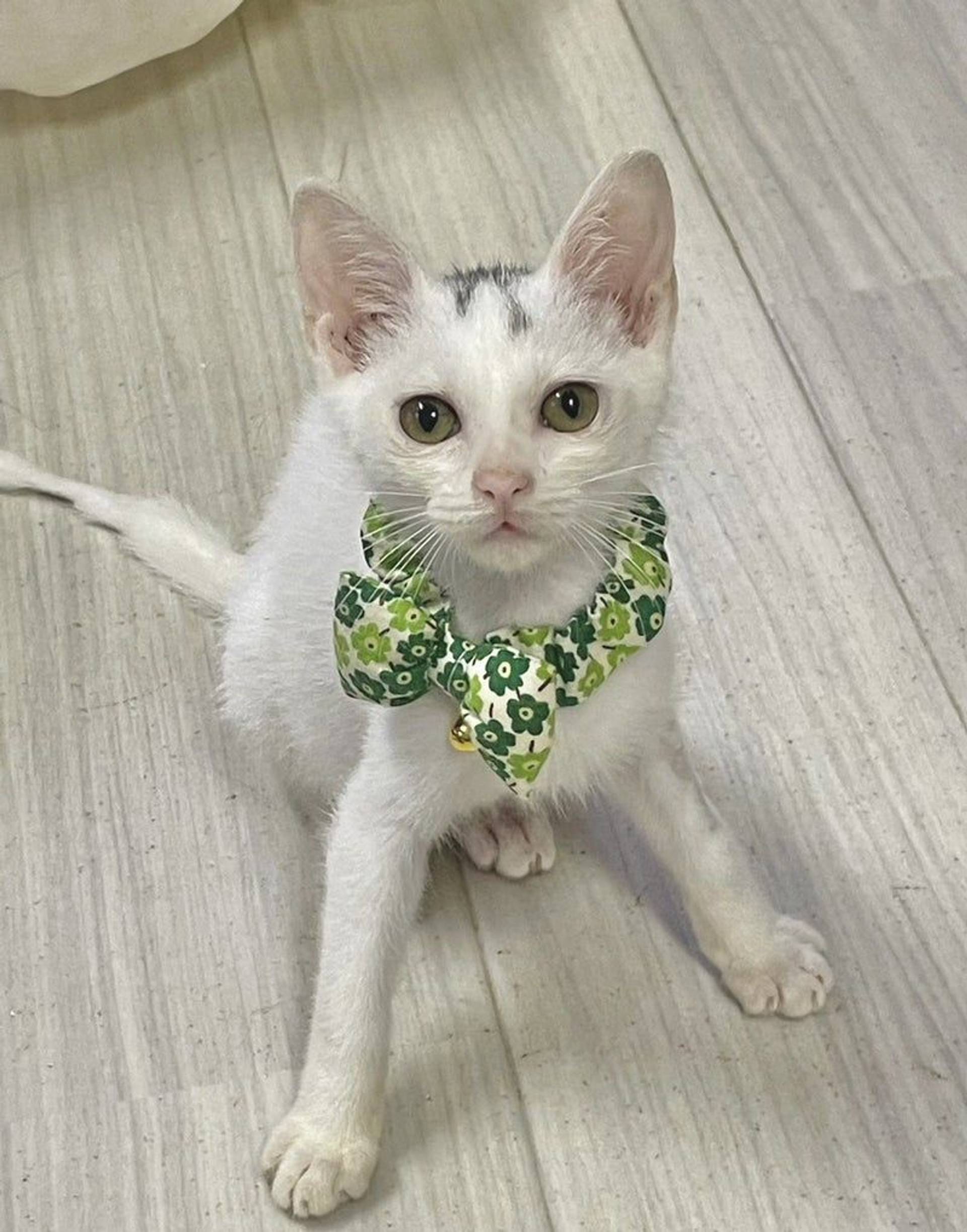 雑種（ミックス猫）・オスの里親募集の写真