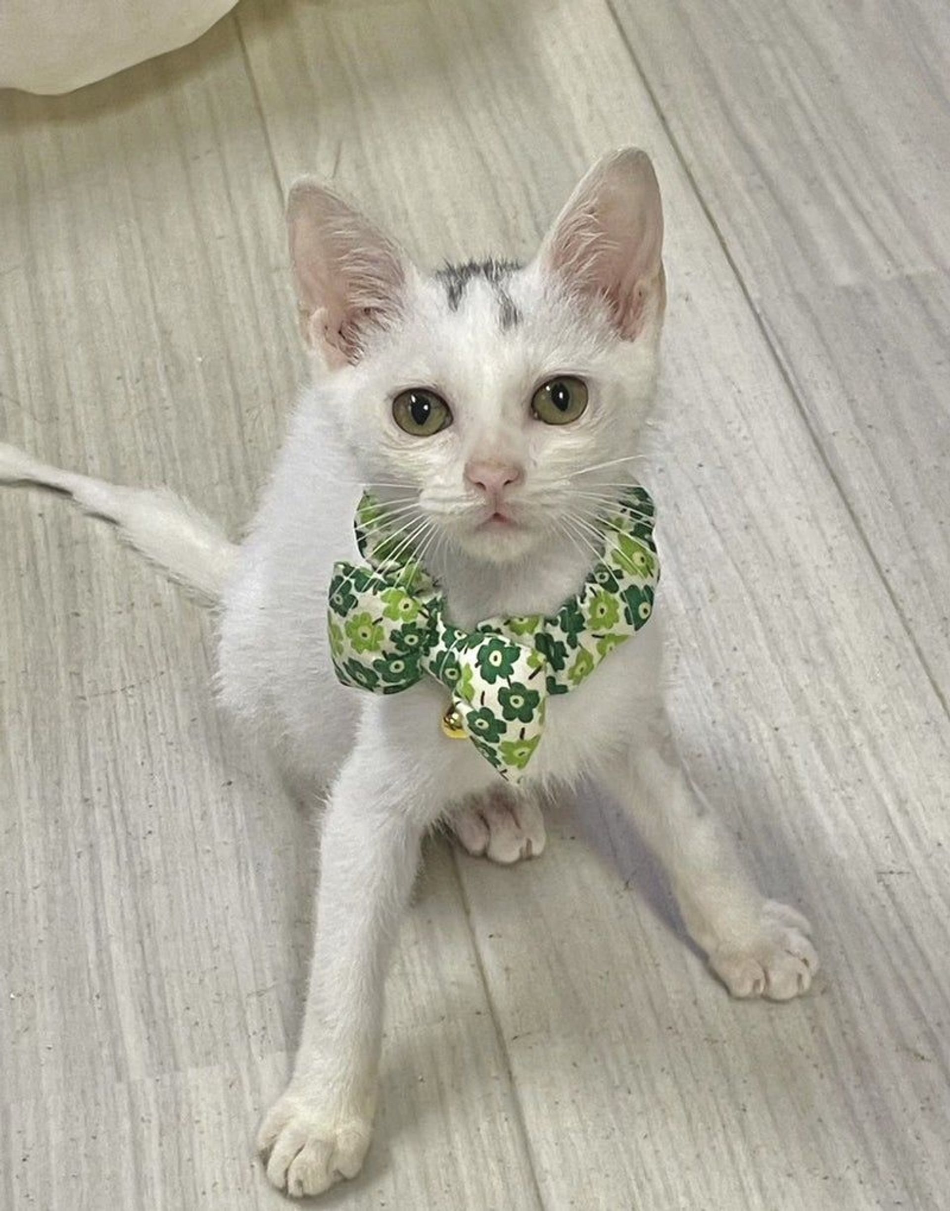 雑種（ミックス猫）・オスの里親募集の写真