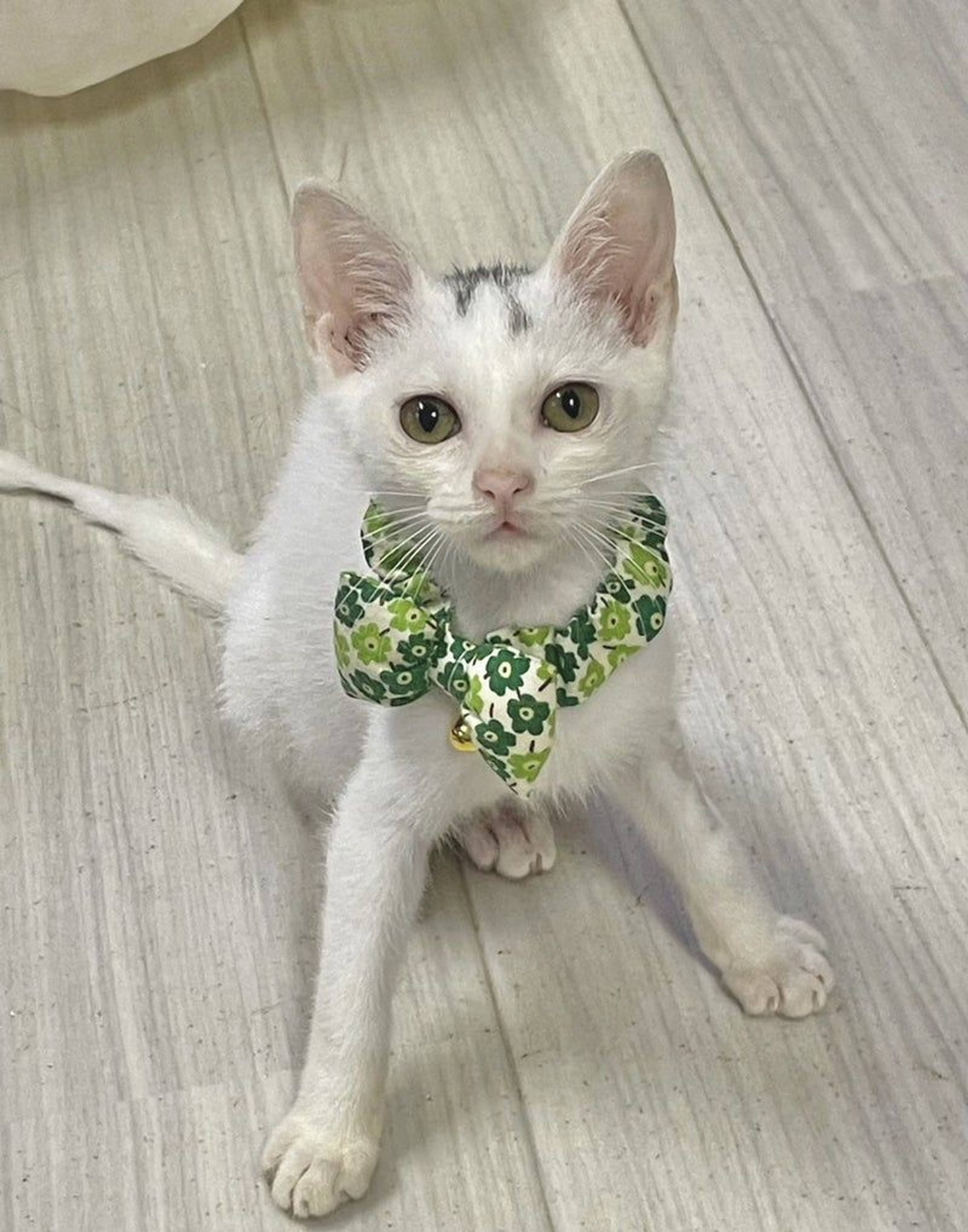 雑種（ミックス猫）・オスの里親募集の写真